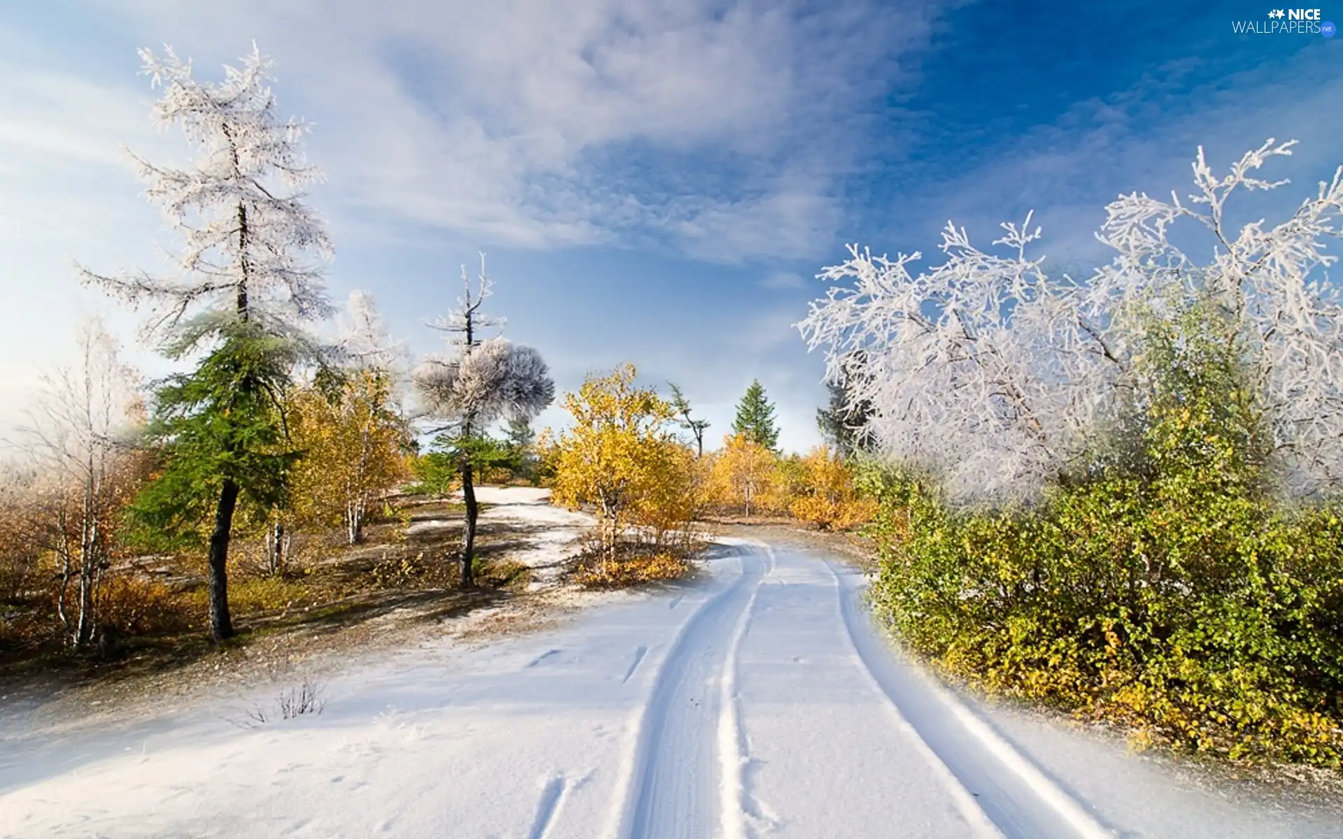 Way, viewes, winter, trees