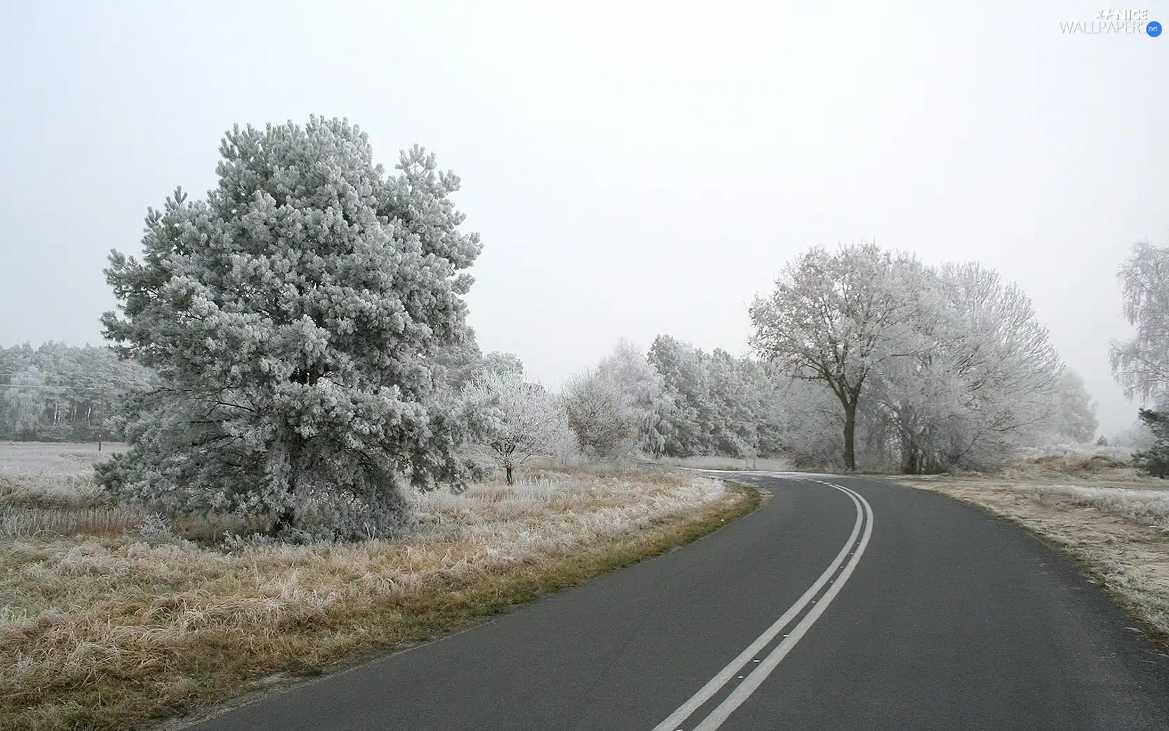 Way, viewes, winter, trees
