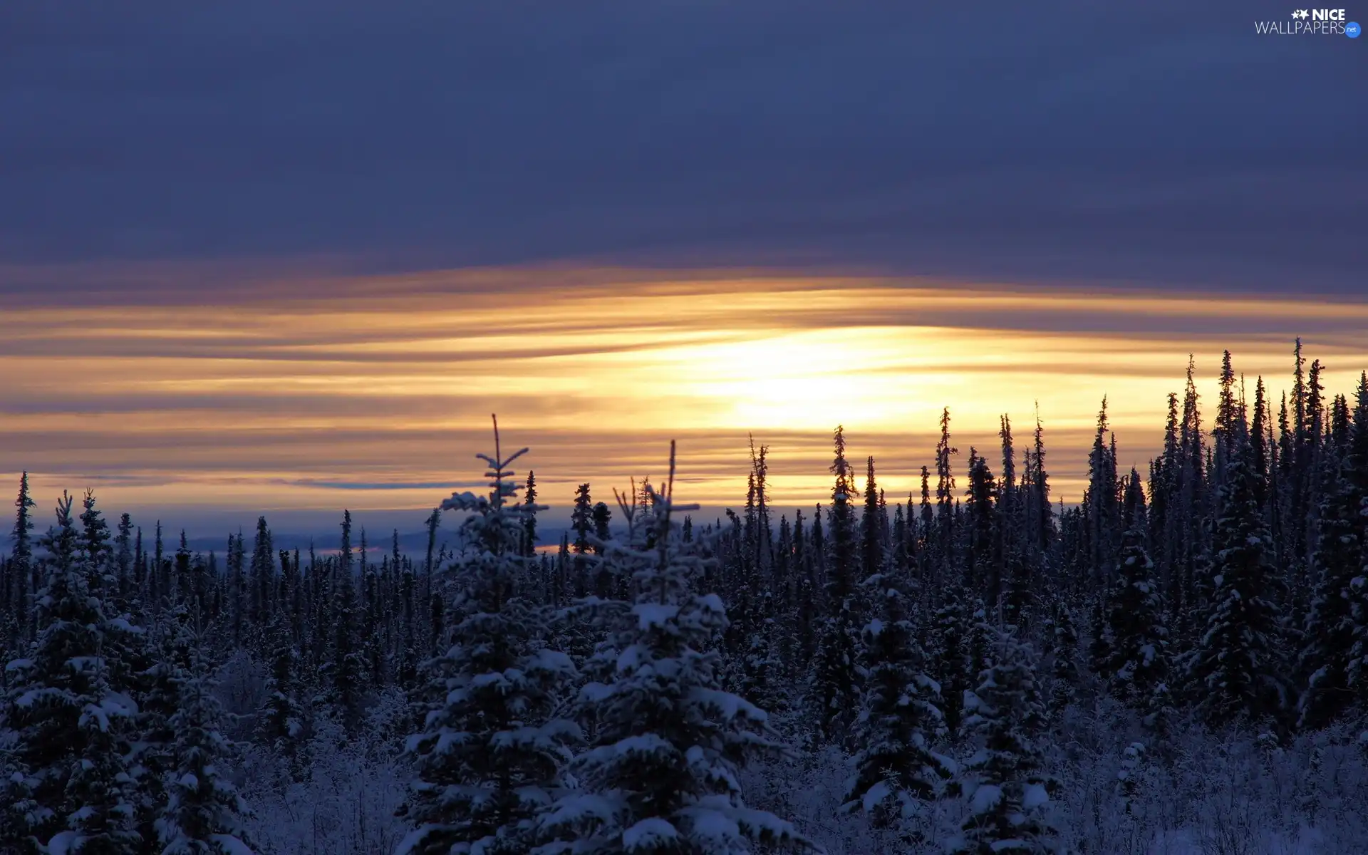 west, forest, winter, sun