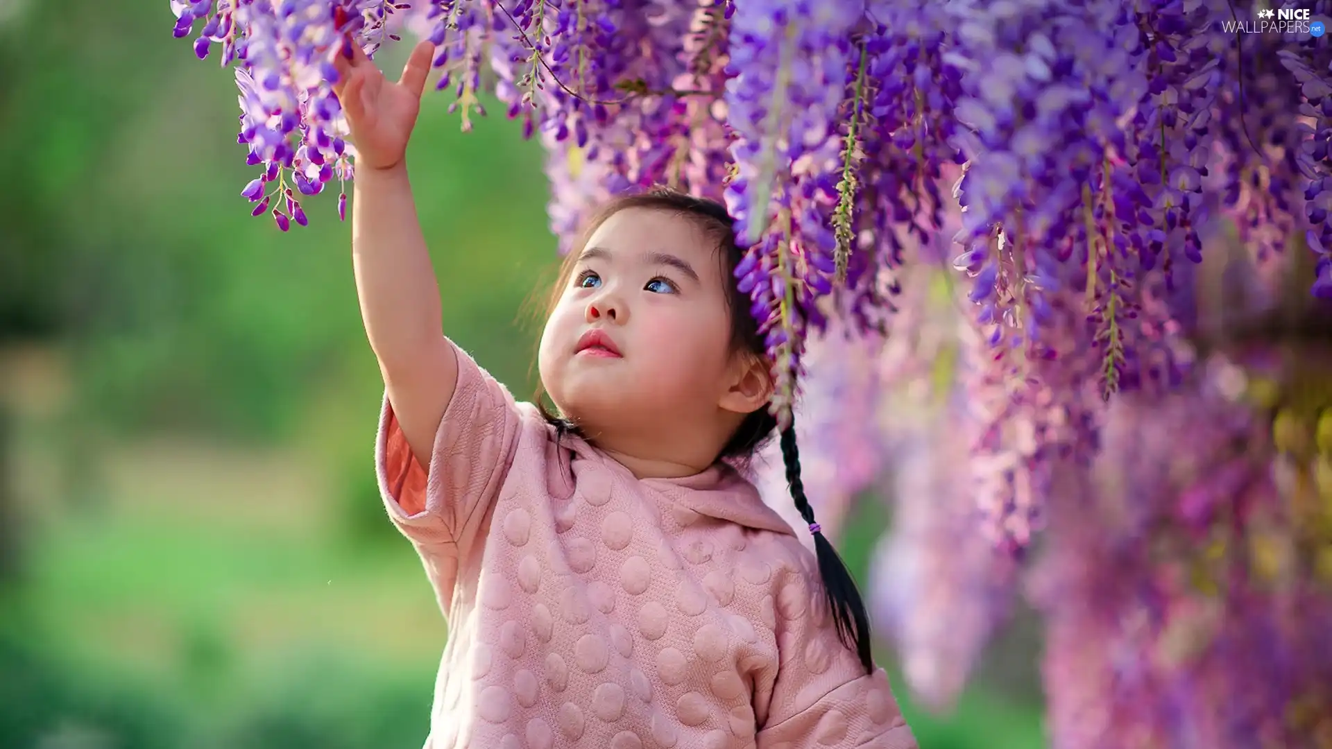 wistaria, girl, Flowers