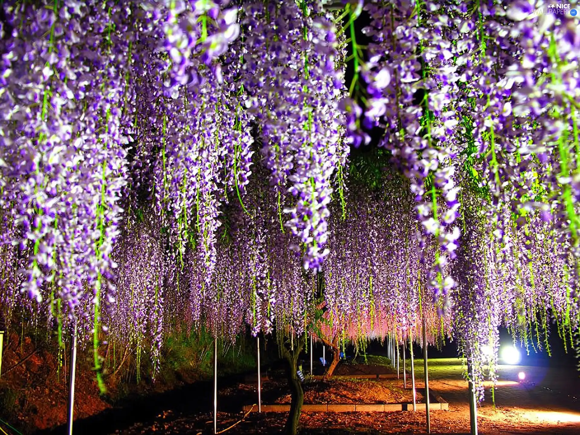 wistaria, purple, Flowers