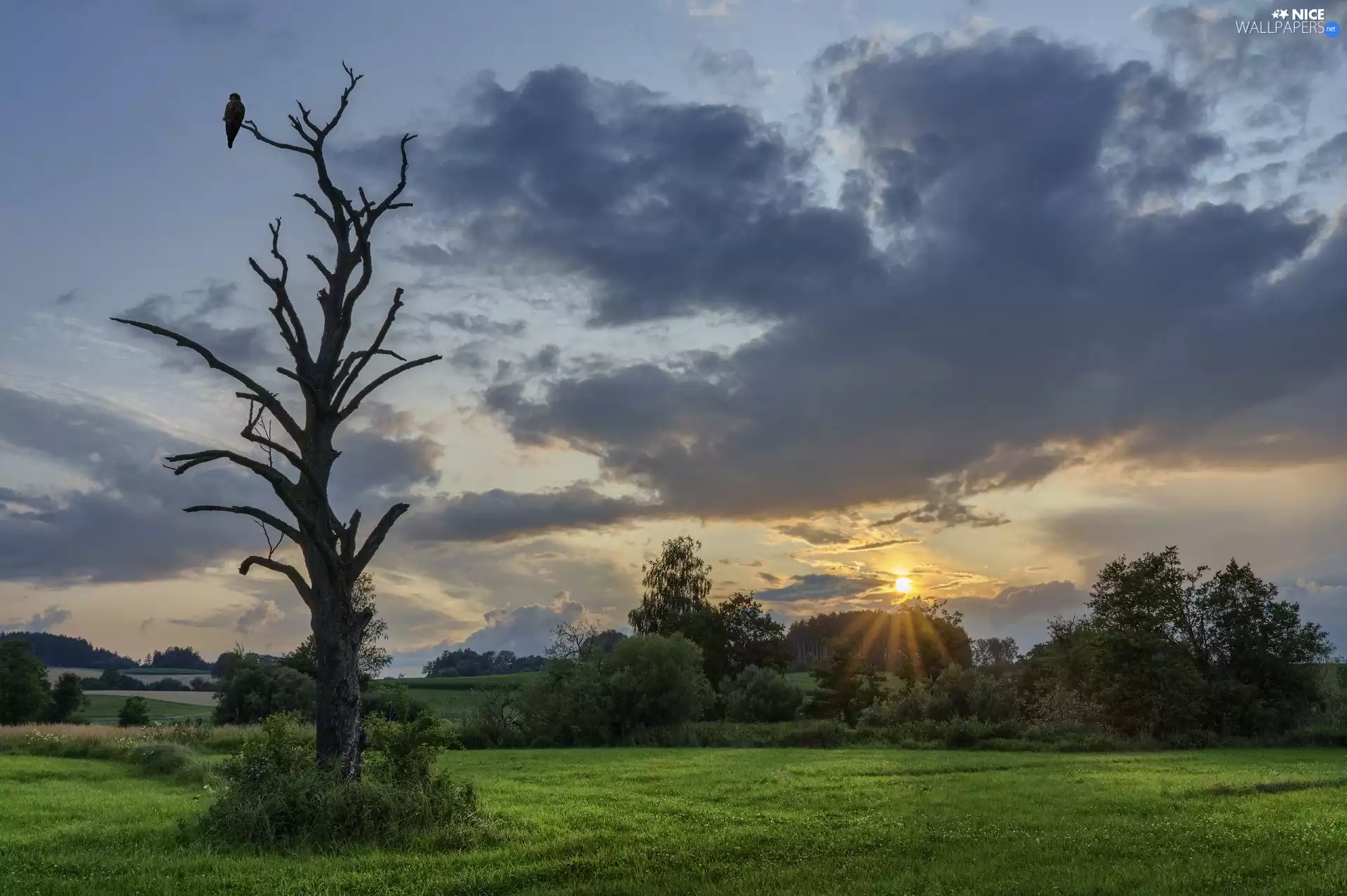 Field, trees, Bird, viewes, trees, rays, Sunrise, withered
