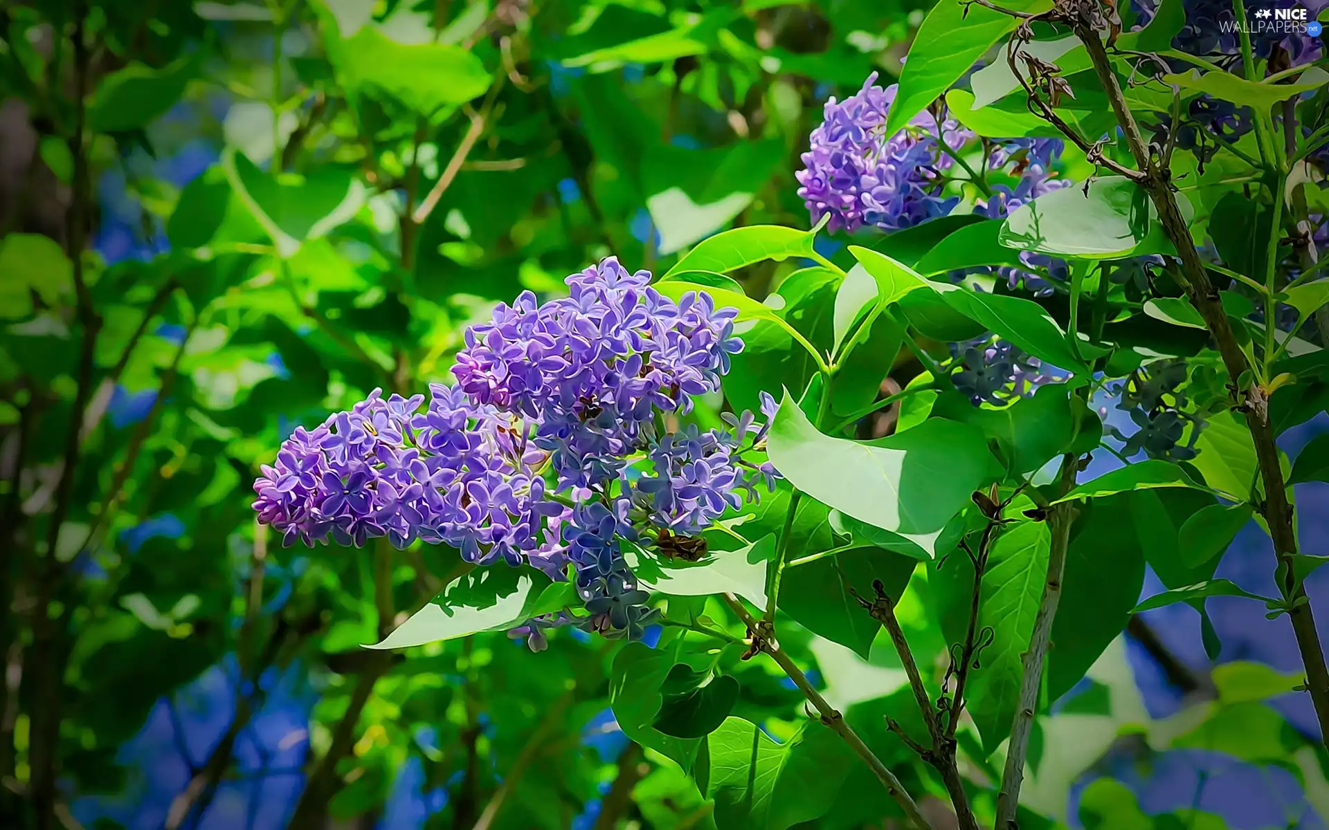 without, Flowers, lilac