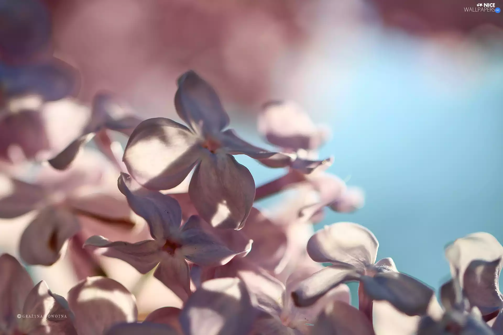 Pink, Bush, Flowers, without