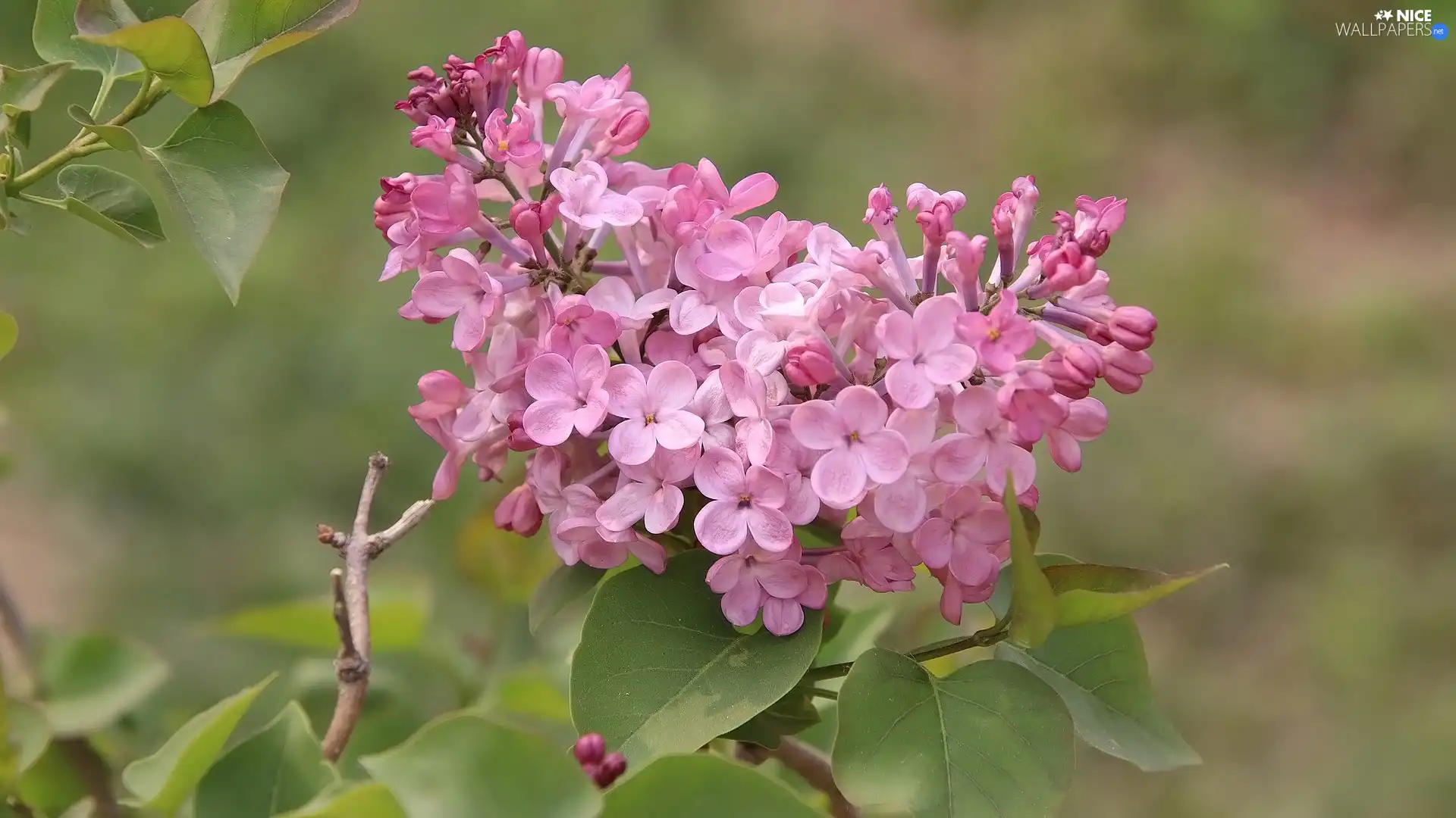 twig, Flowers, Leaf, without