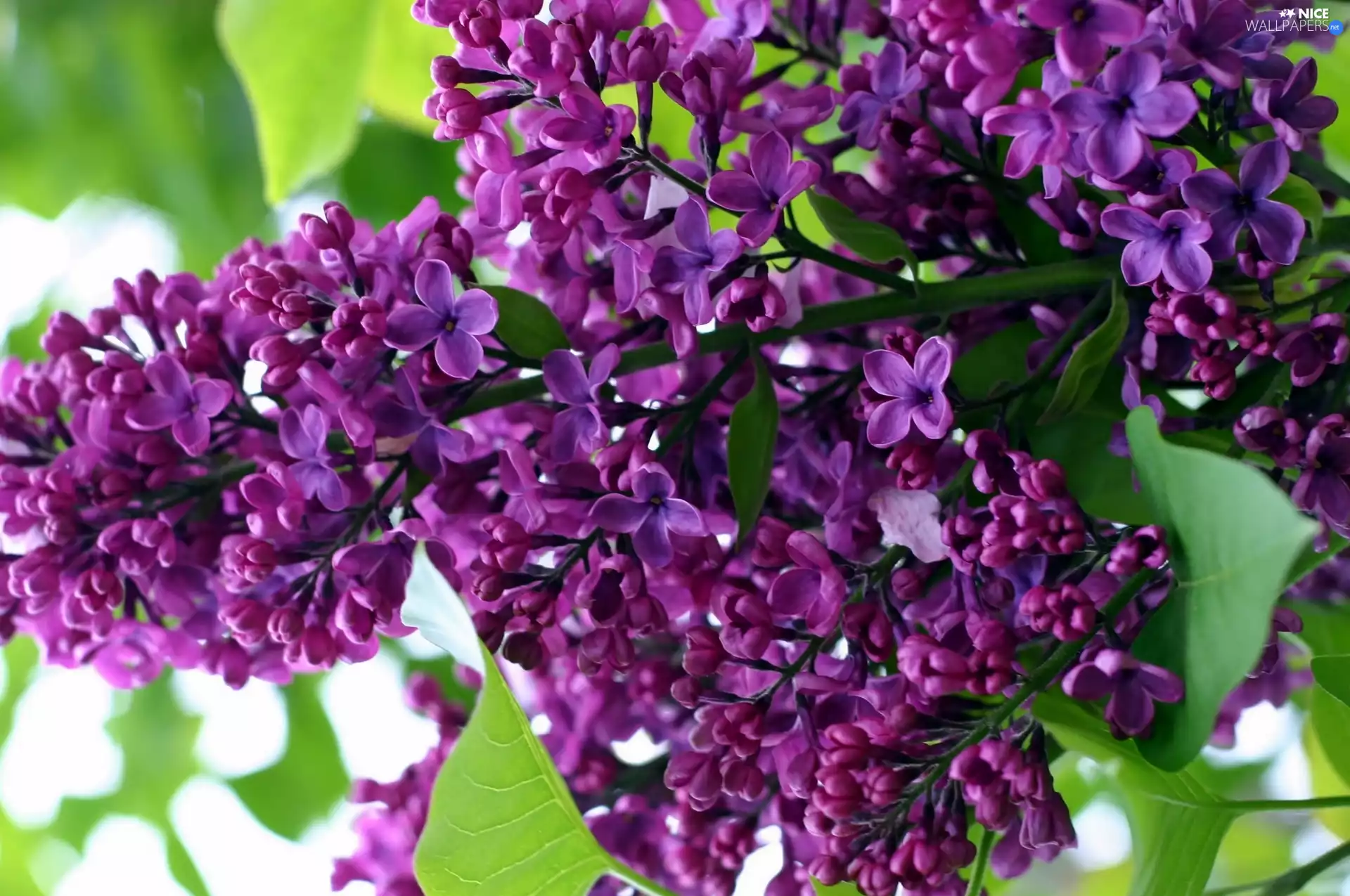 Violet, twig, blur, without