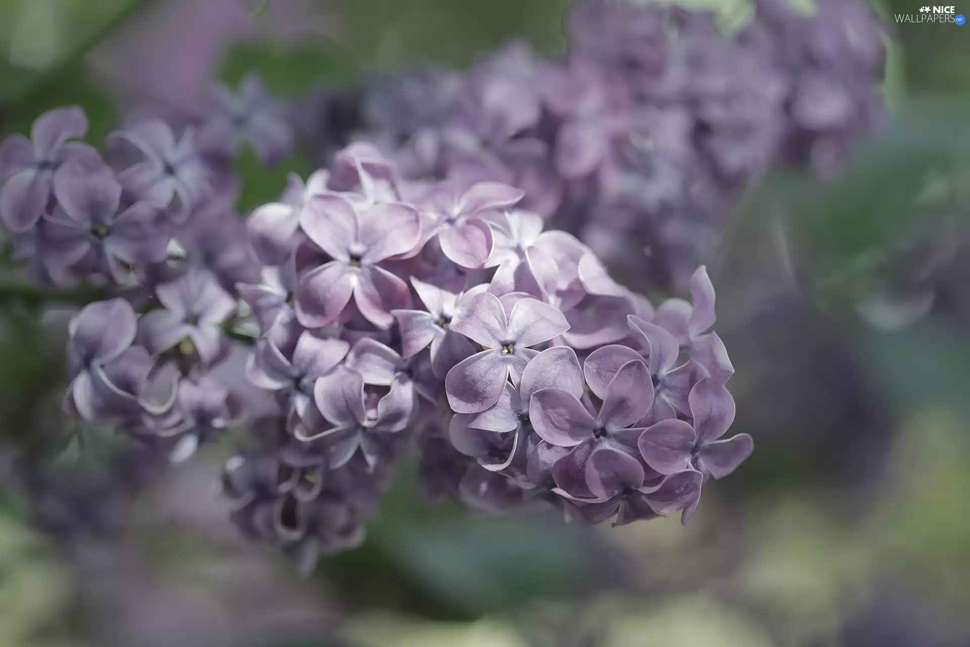 Violet, Flowers, twig, without