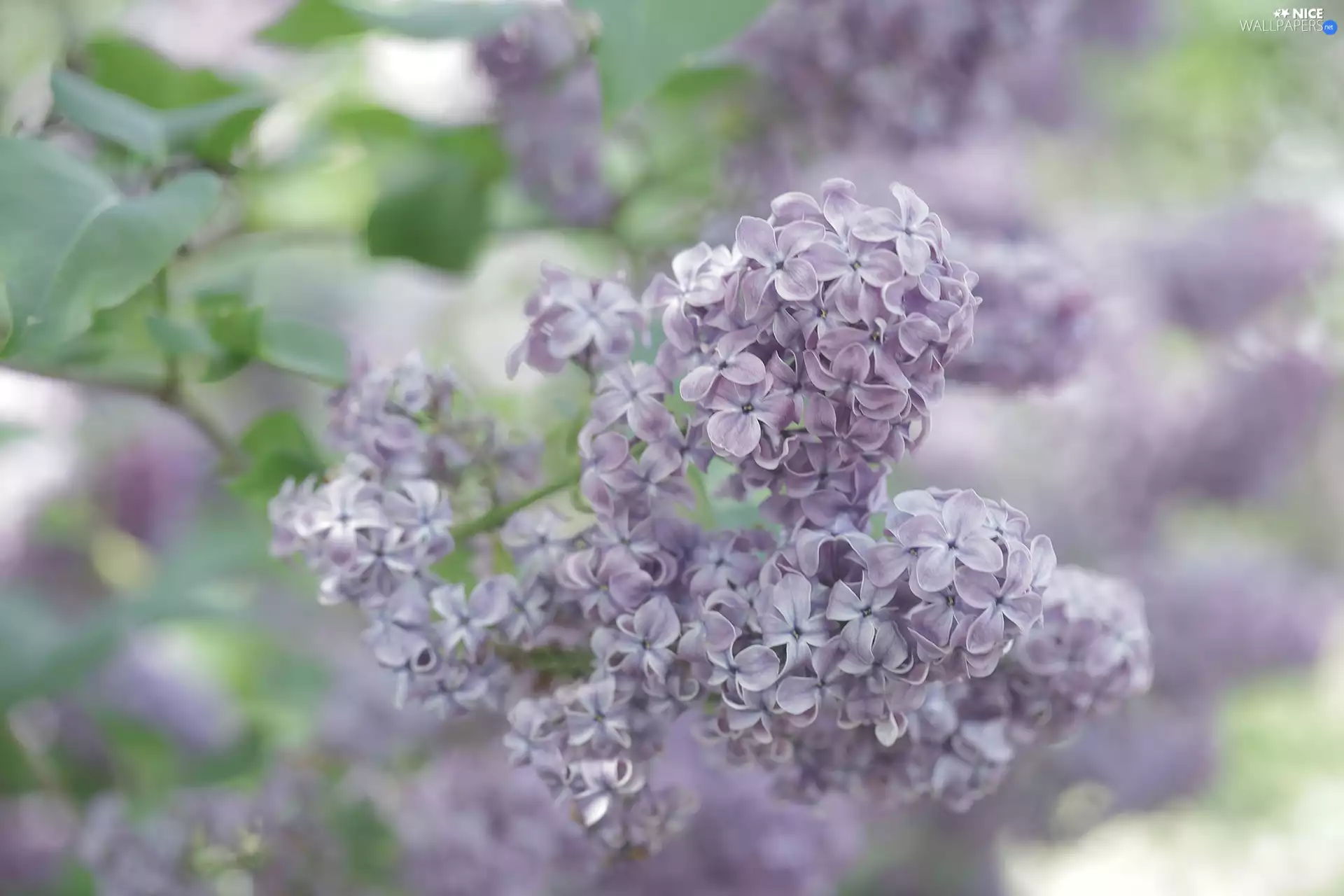 Violet, Flowers, Twigs, without