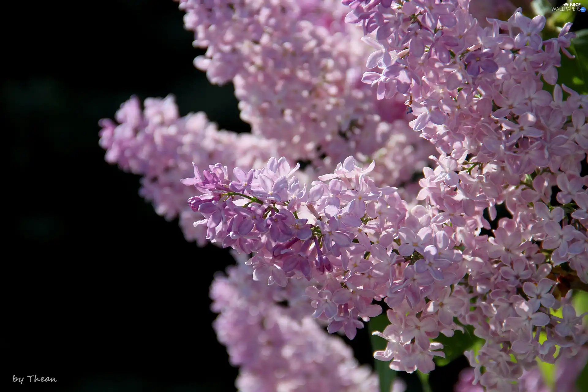 Violet, without