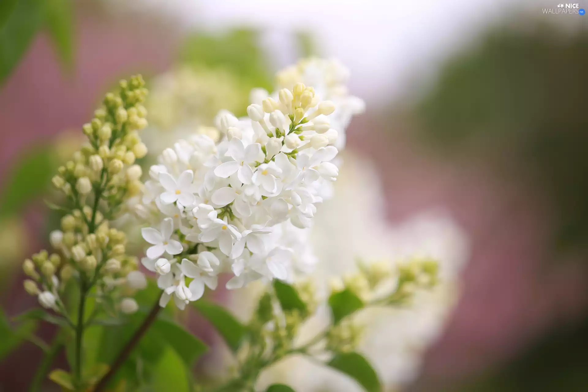 White, Syringa, Flowers, without