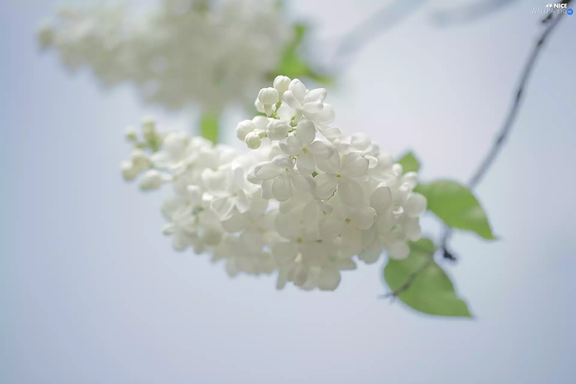 White, twig, rapprochement, without