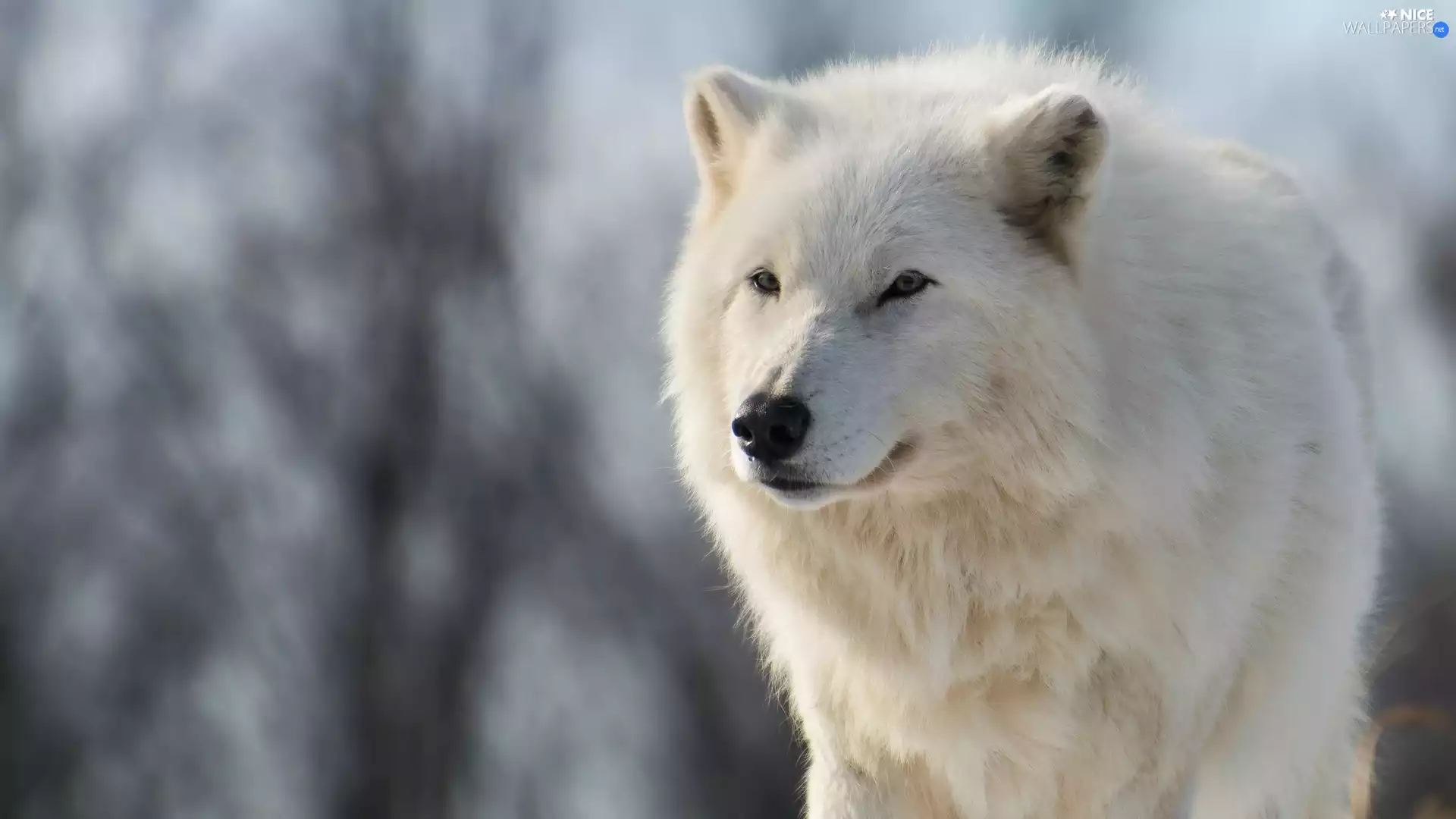 Polar Wolf, fuzzy, background, White
