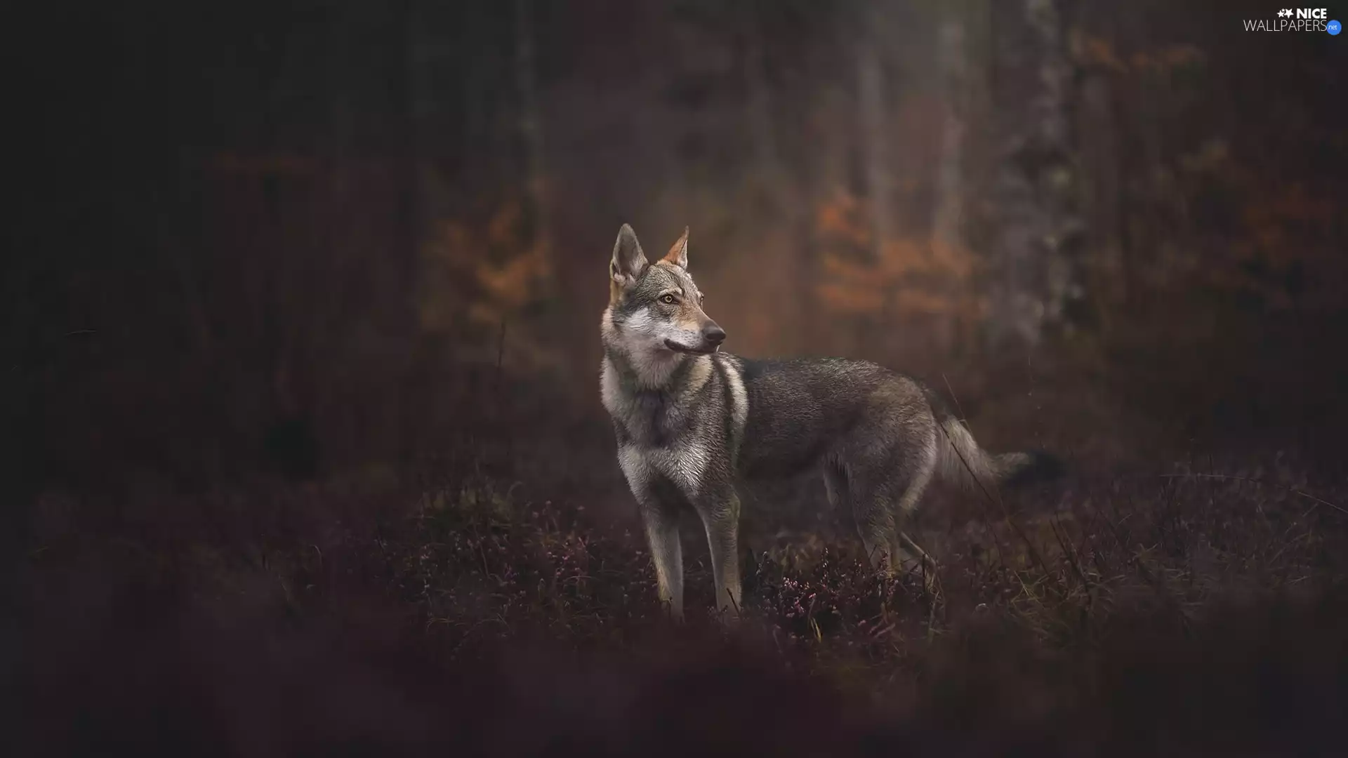 dog, forest, car in the meadow, Czechoslovakian Wolfdog
