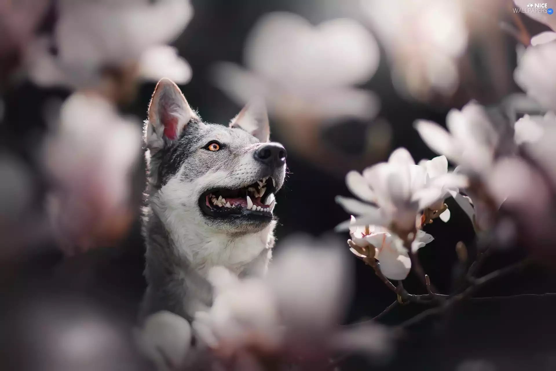 Magnolias, dog, Czechoslovakian Wolfdog