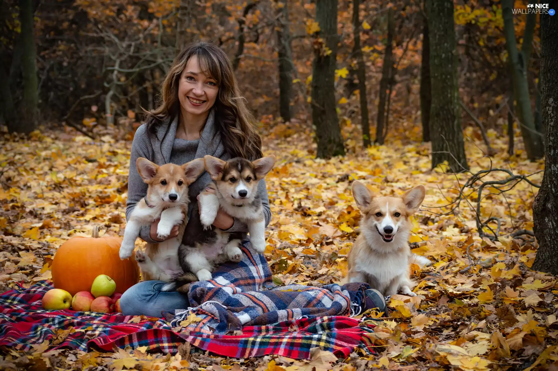 Women, Dogs, pumpkin, Welsh corgi pembroke, Three, coverlet, Leaf