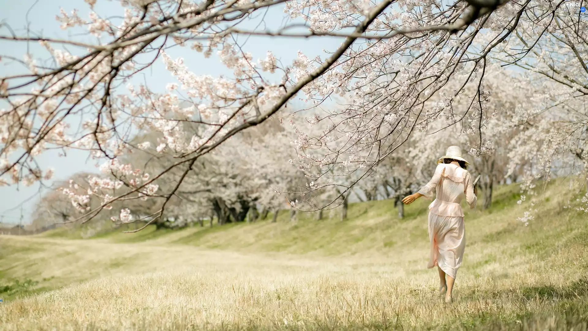 flourishing, trees, wander, viewes, Hat, Spring, Park, Women