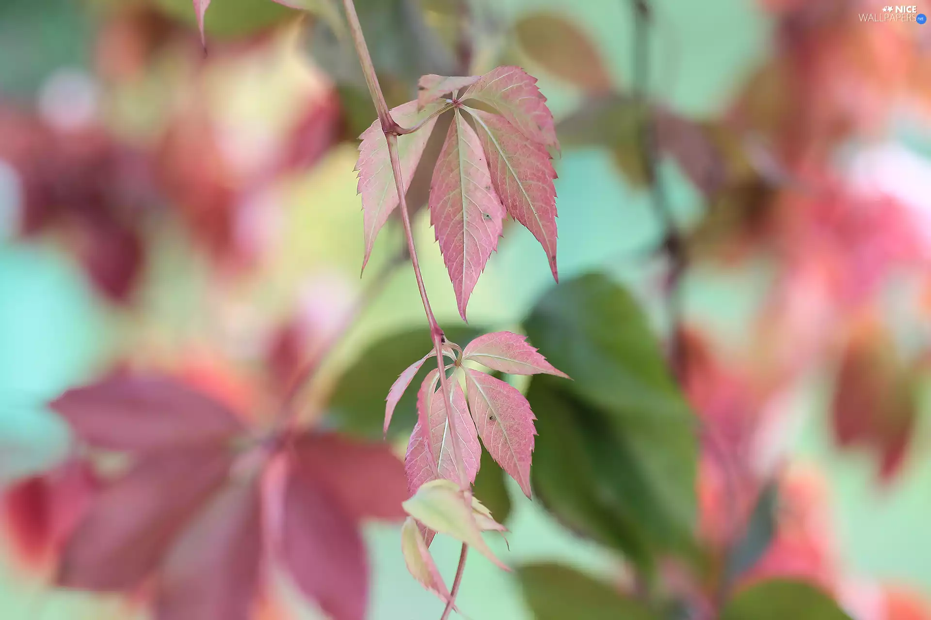Woodbine, color, Leaf