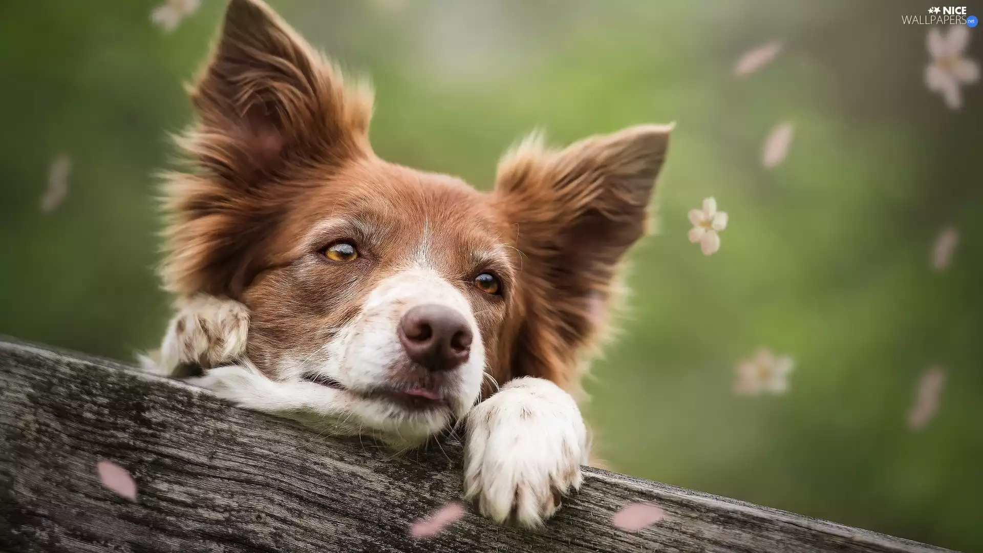 Wooden, board, background, Flowers, fuzzy, Border Collie, dog, flakes