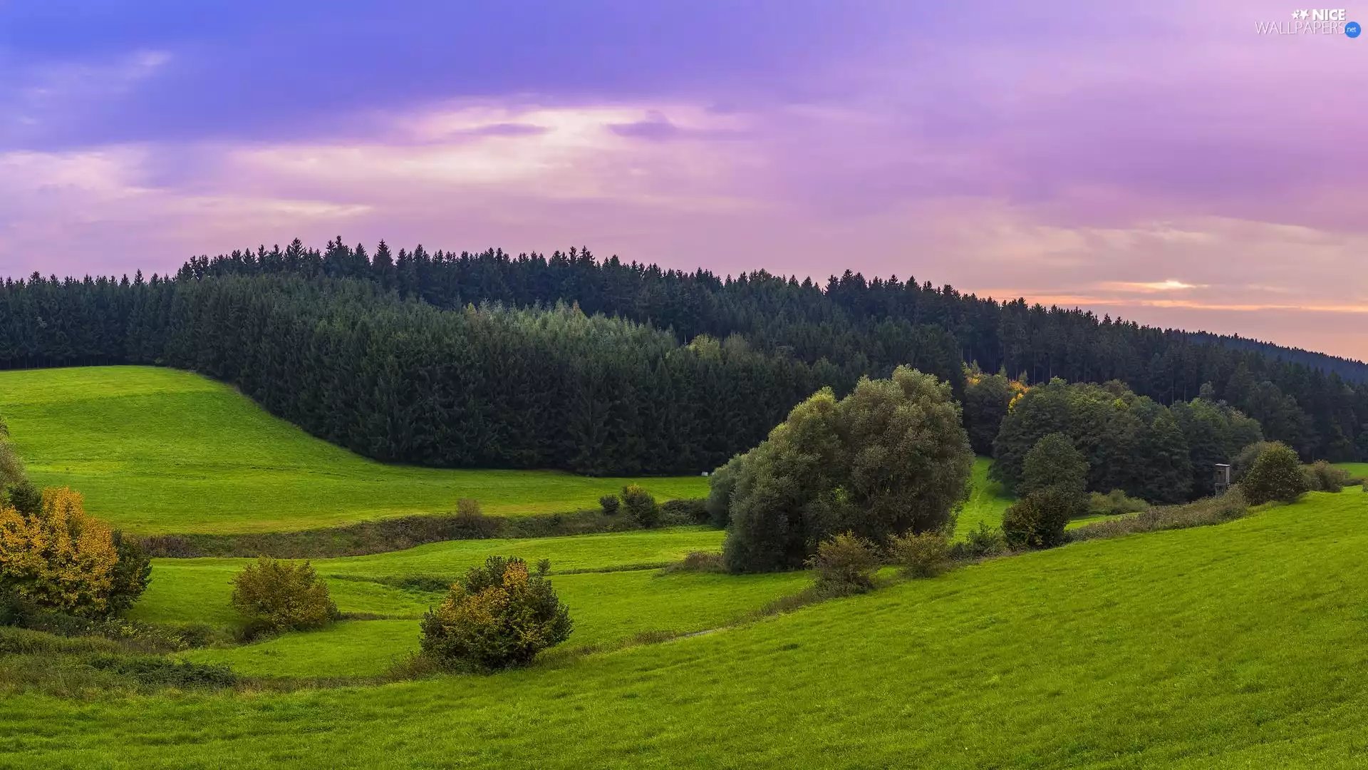 Hill, medows, viewes, woods, trees, grass