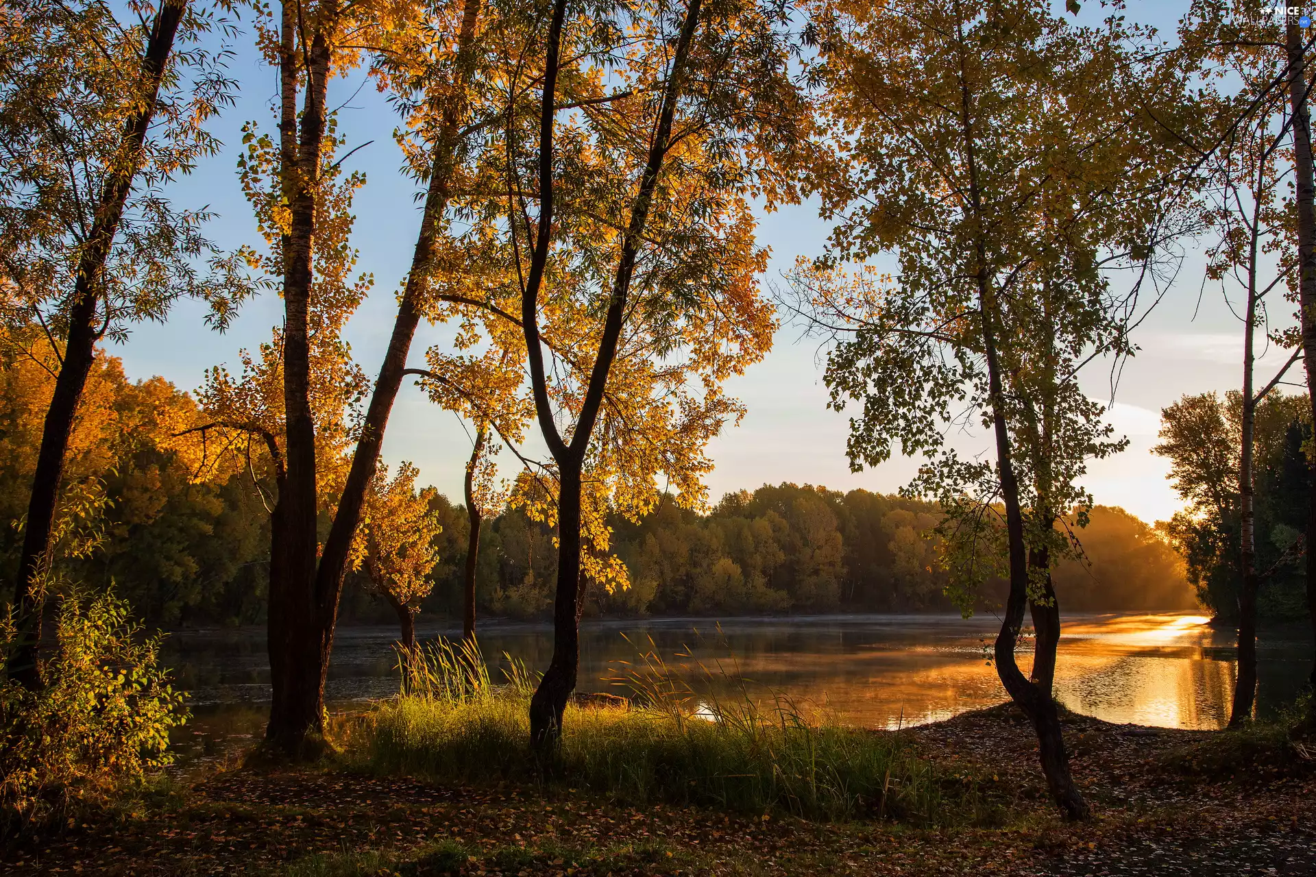 sun, lake, viewes, woods, trees, illuminated