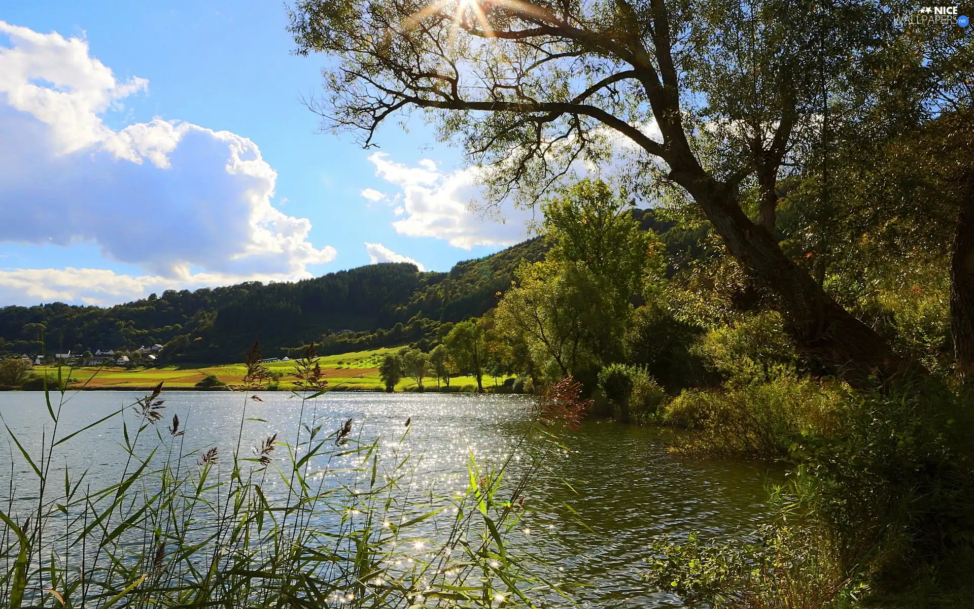 lake, Mountains, woods, rushes