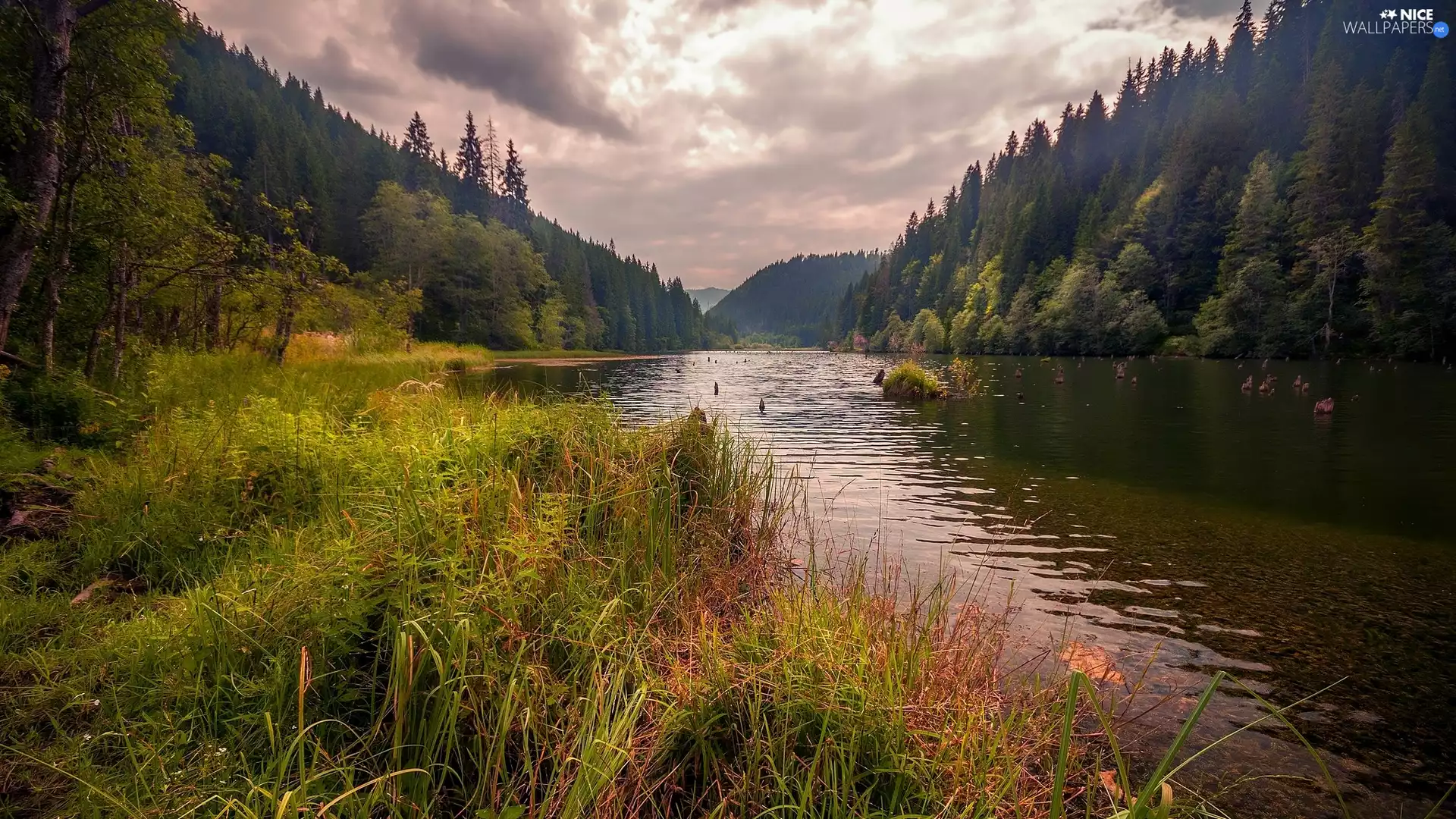 River, woods, The Hills, Mountains