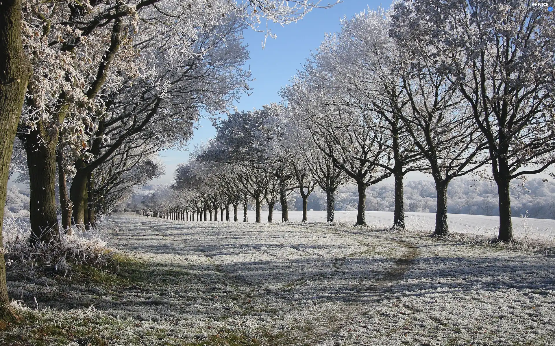 woods, winter, trees, viewes, Way