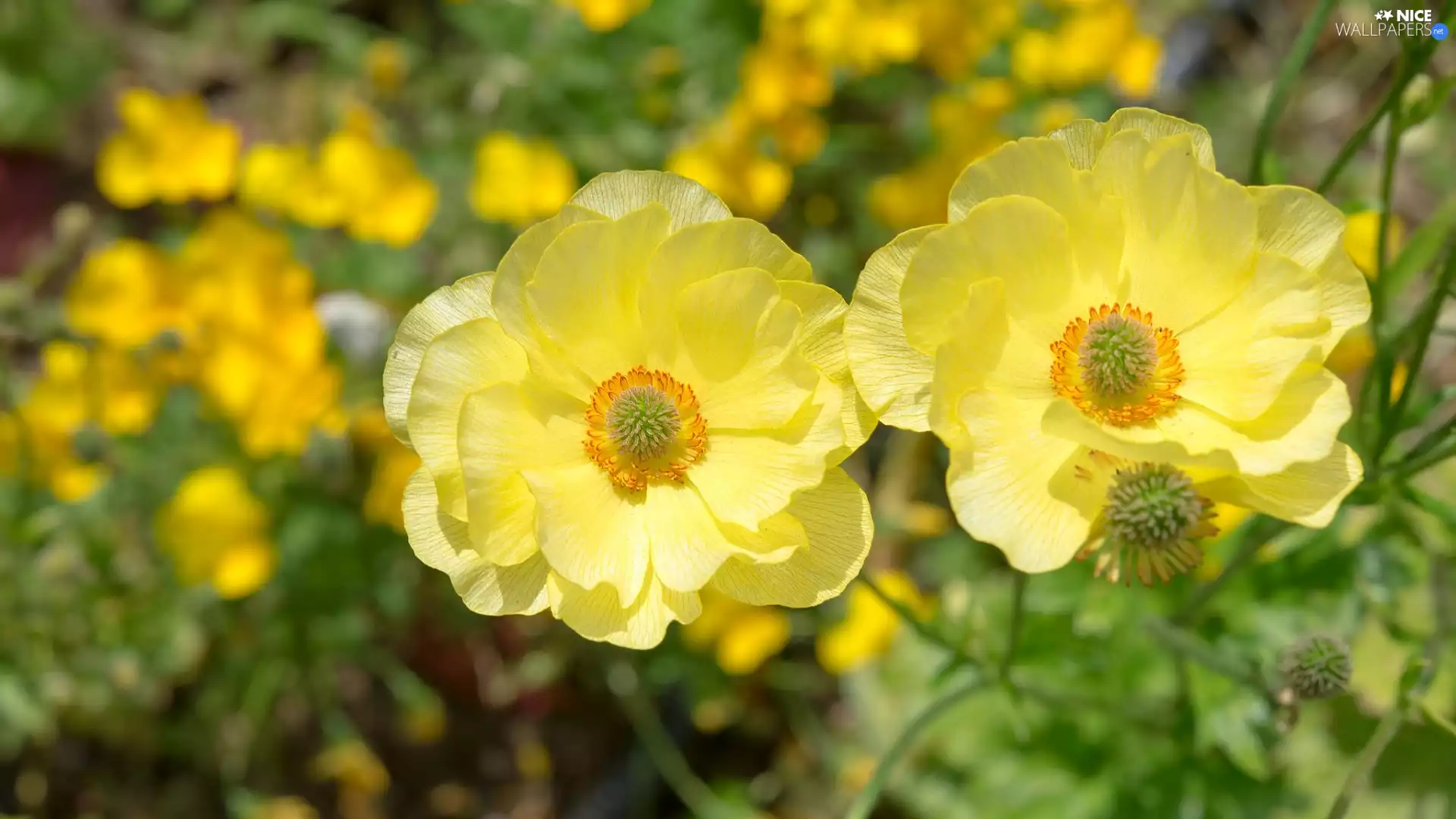 Yellow, Flowers, Anemones