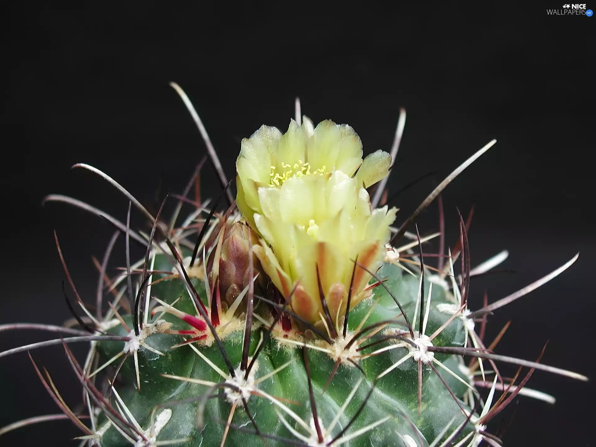 Cactus, Flowers, Spikes, Yellow