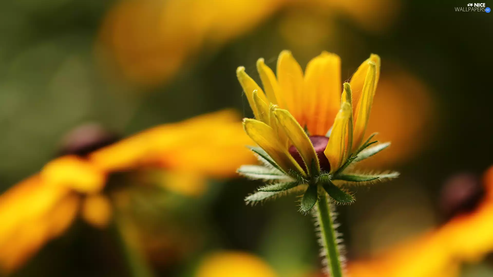 Rudbeckia, Yellow, Colourfull Flowers, bud