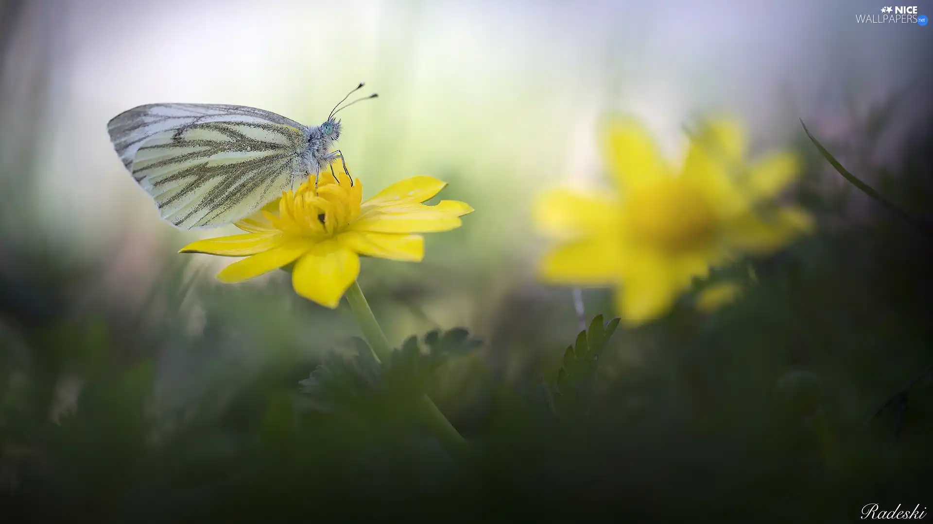 butterfly, Yellow, Colourfull Flowers, Cabbage