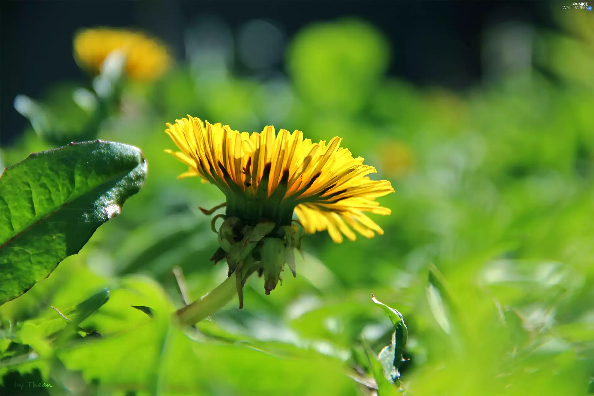puffball, Yellow, Colourfull Flowers, common