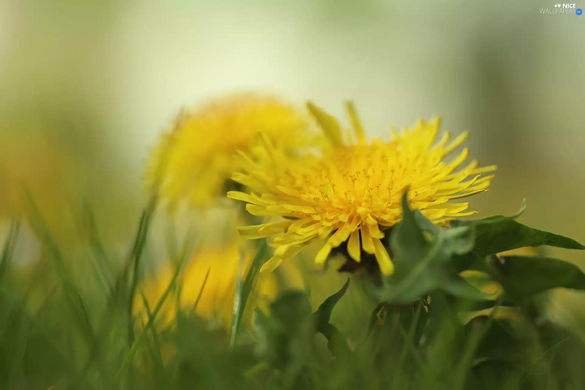 Colourfull Flowers, dandelion, Yellow
