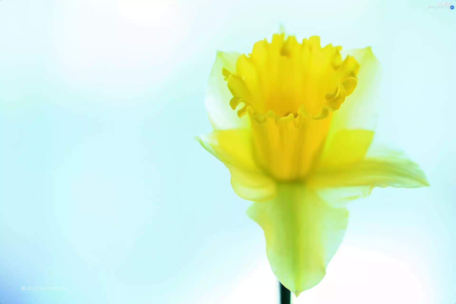 Colourfull Flowers, jonquil, Yellow