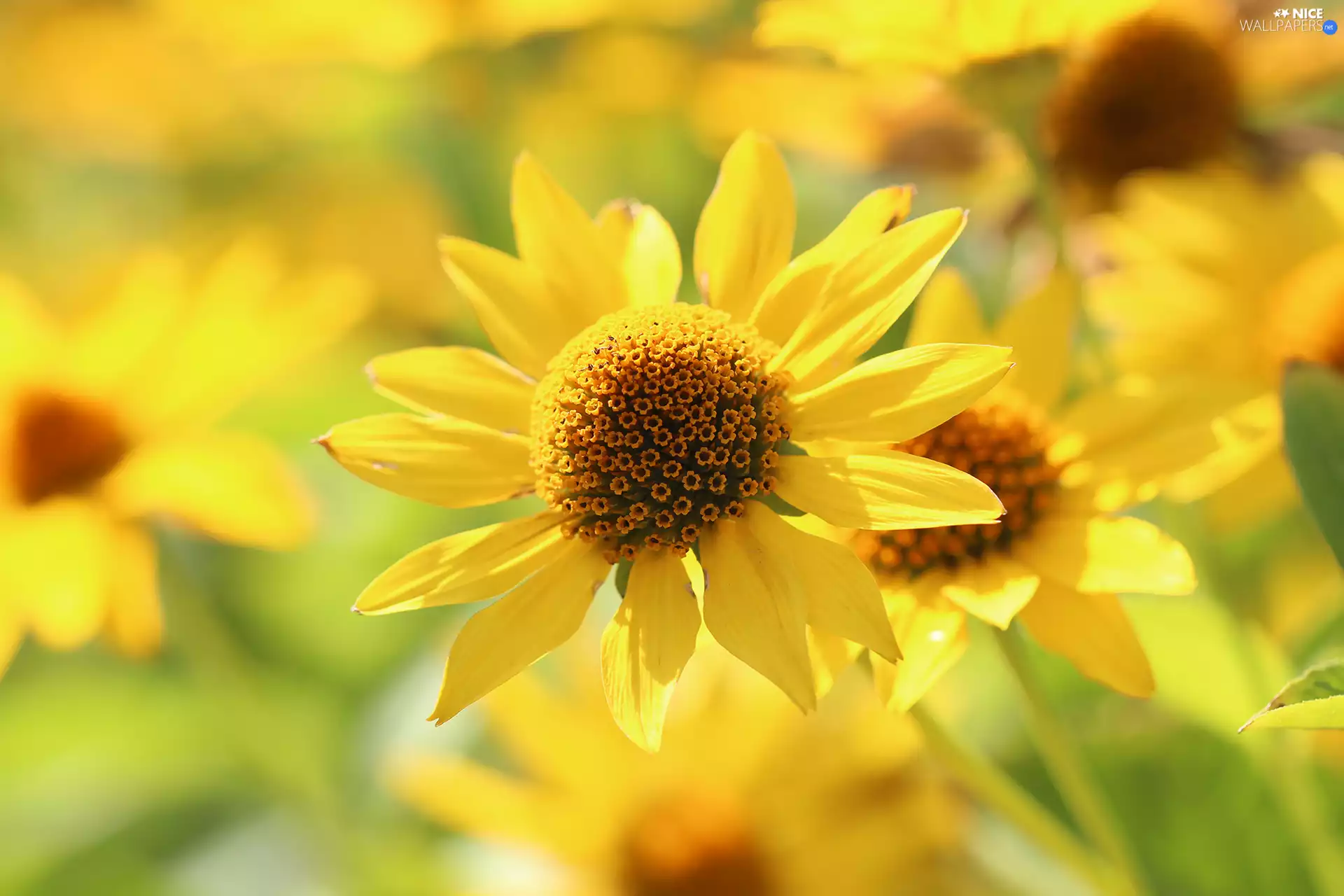 Colourfull Flowers, Sunflower, Yellow