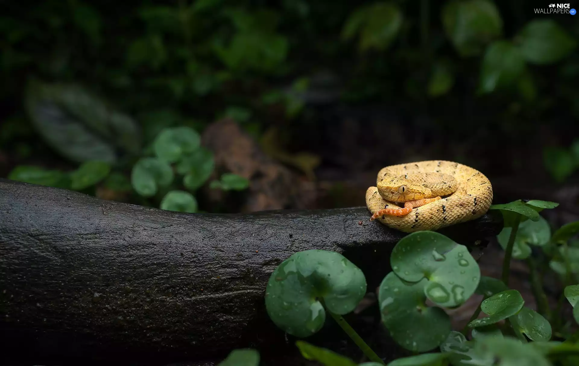 convoluted, Snake, Leaf, Yellow