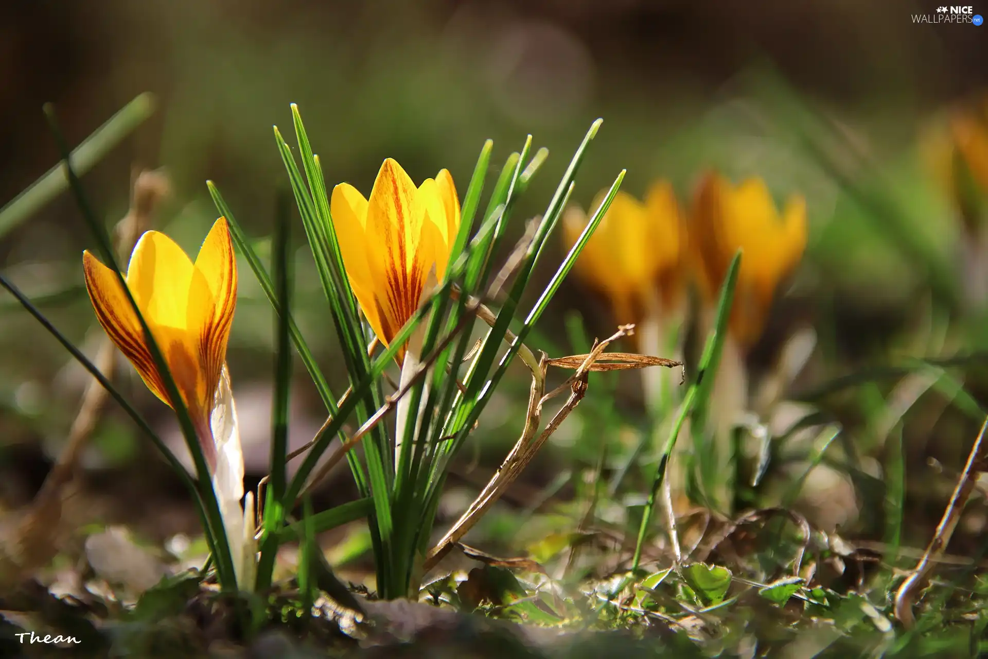 crocus, Yellow