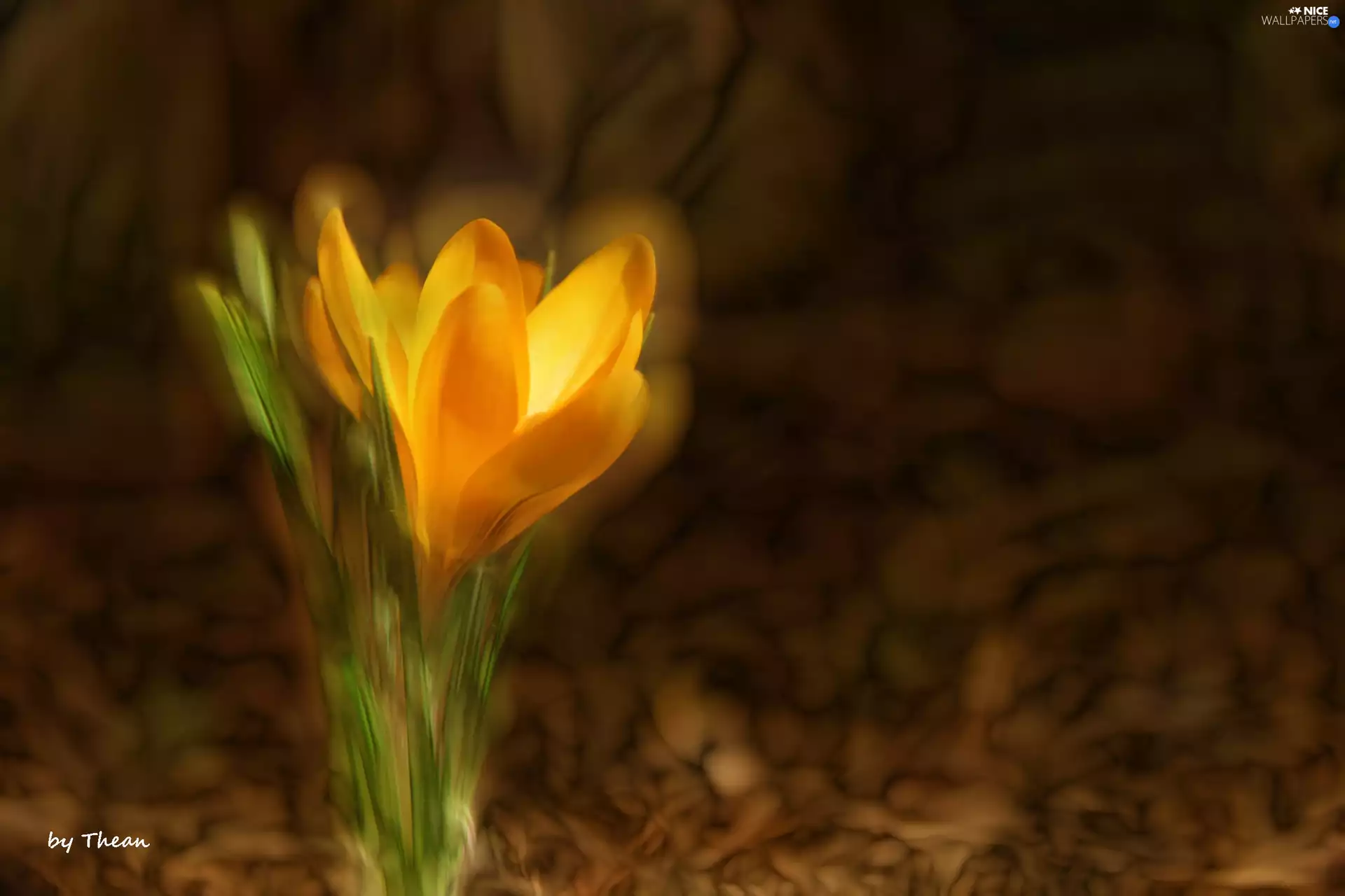 Yellow, crocuses