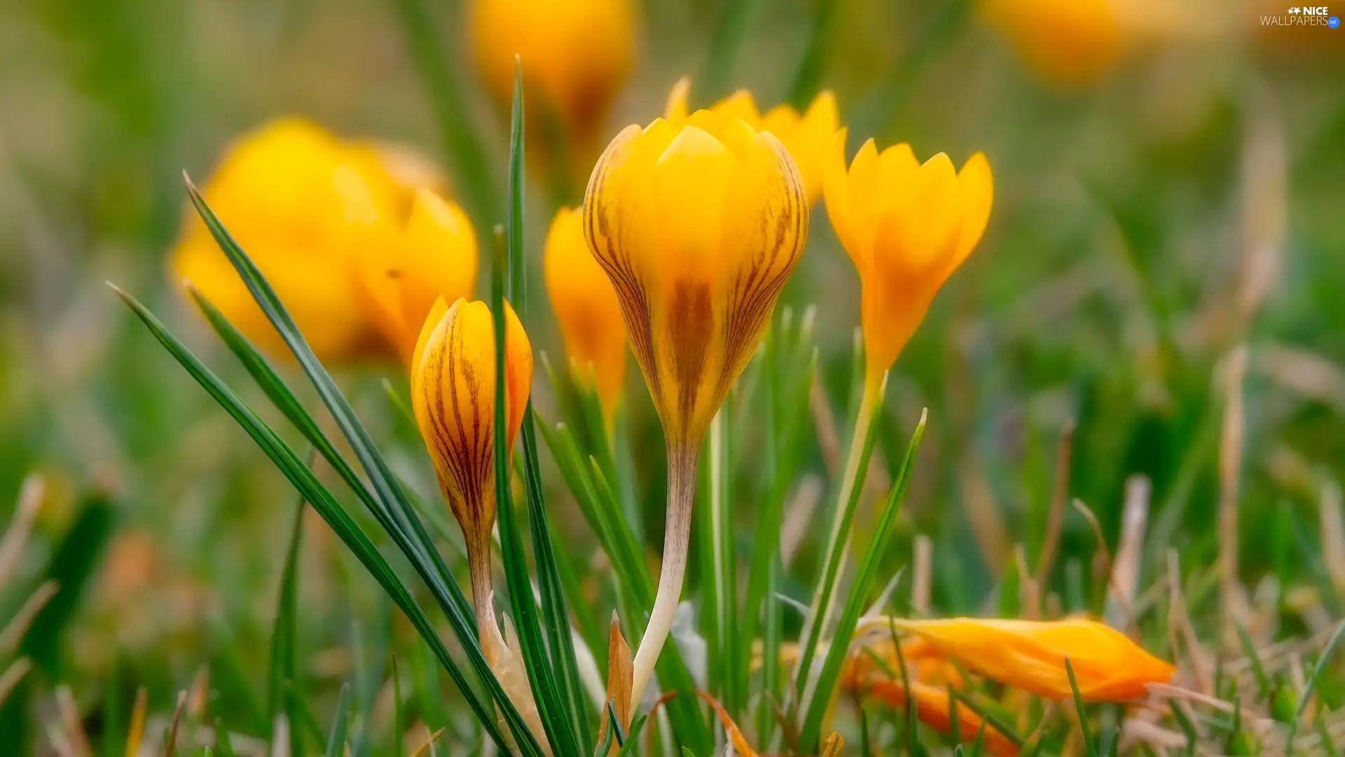 Yellow, Flowers, crocuses