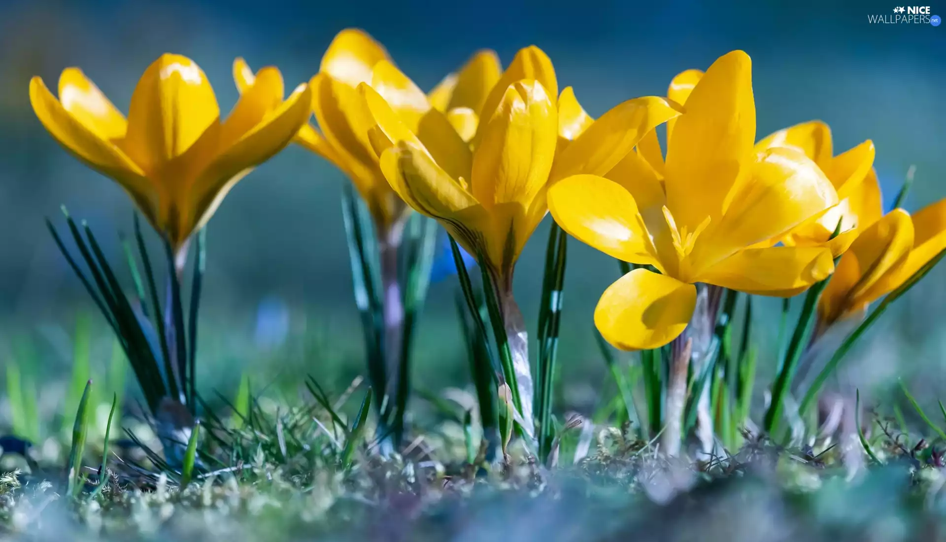 crocuses, Flowers, rapprochement, Yellow