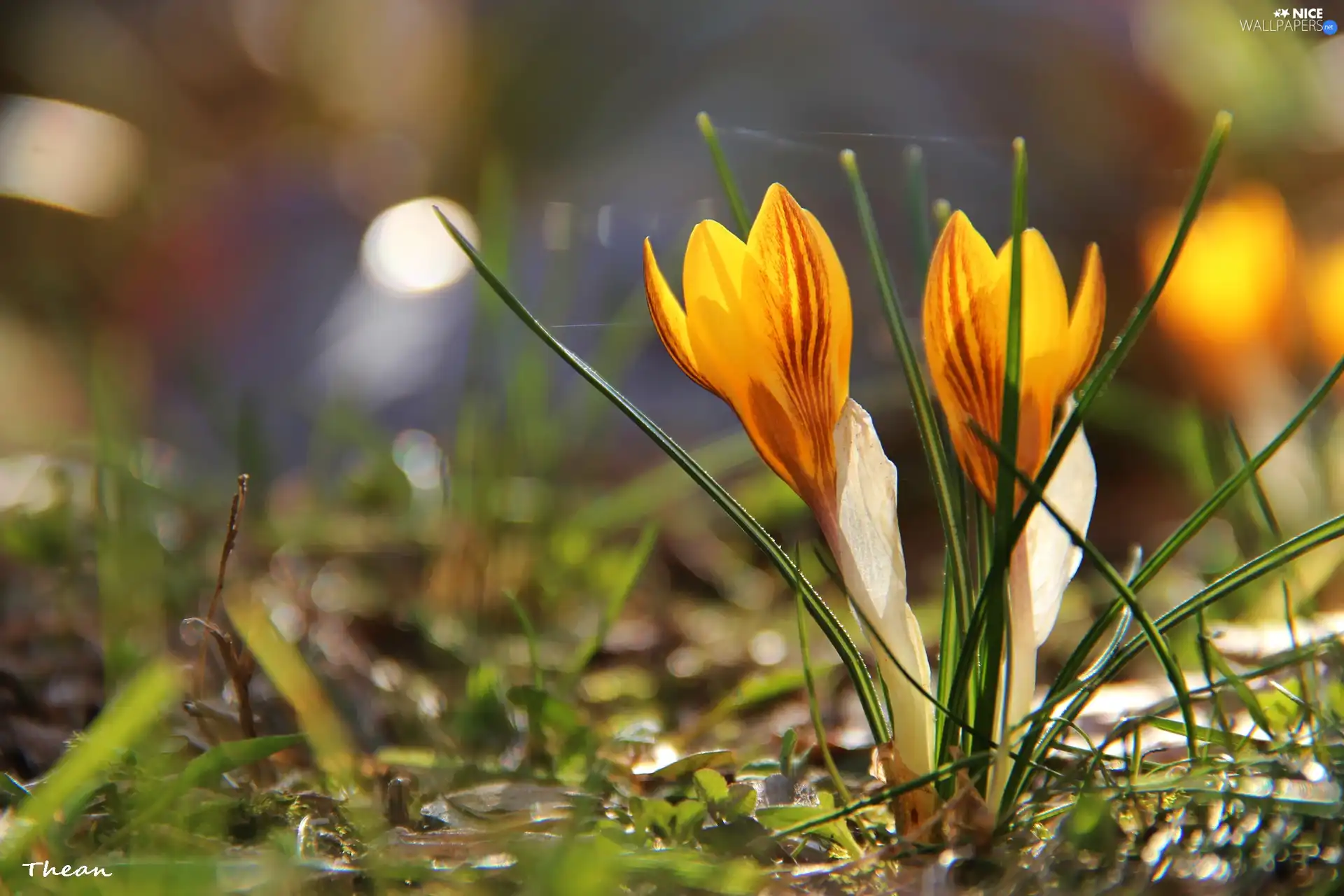 crocuses, Yellow