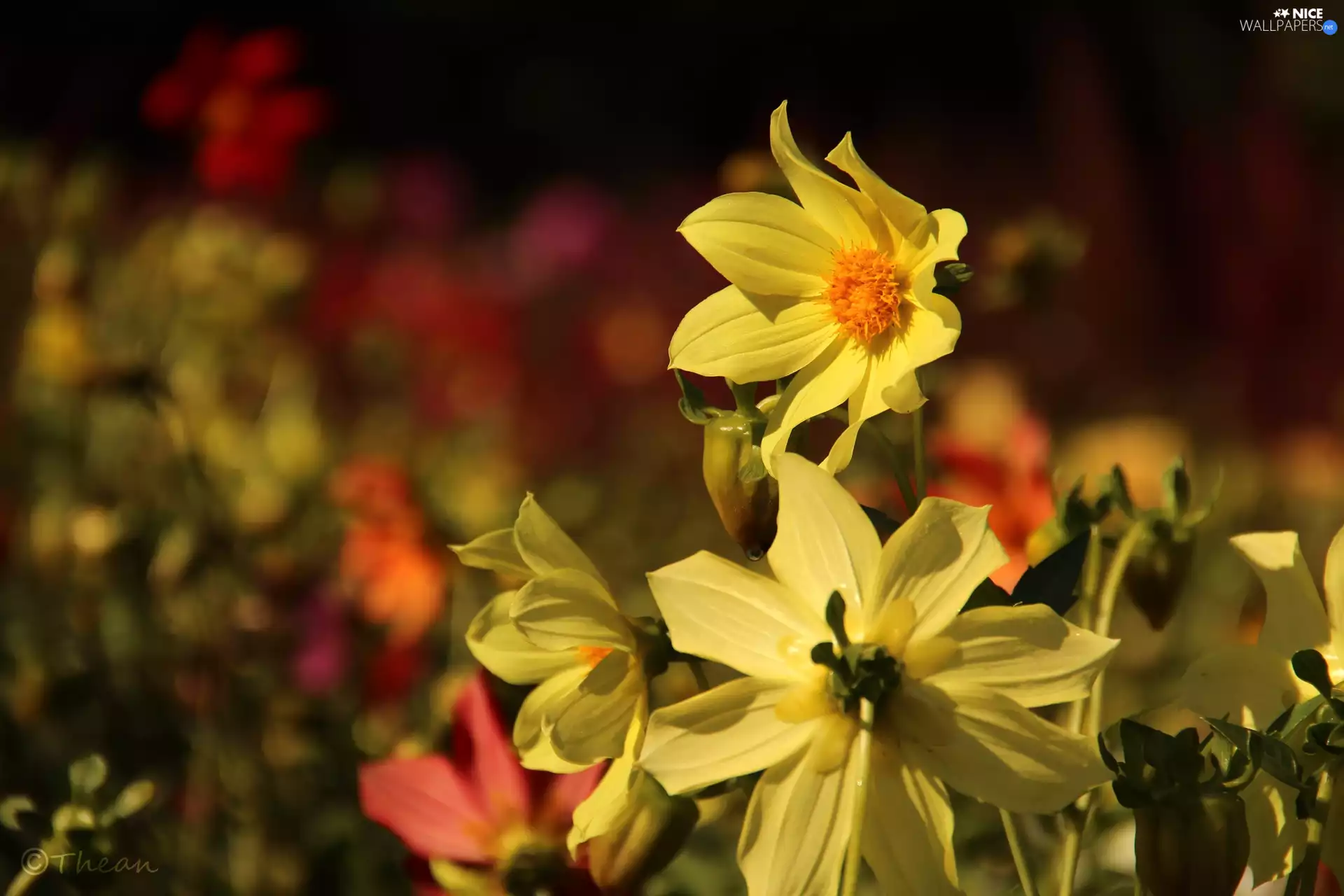 Yellow, dahlias
