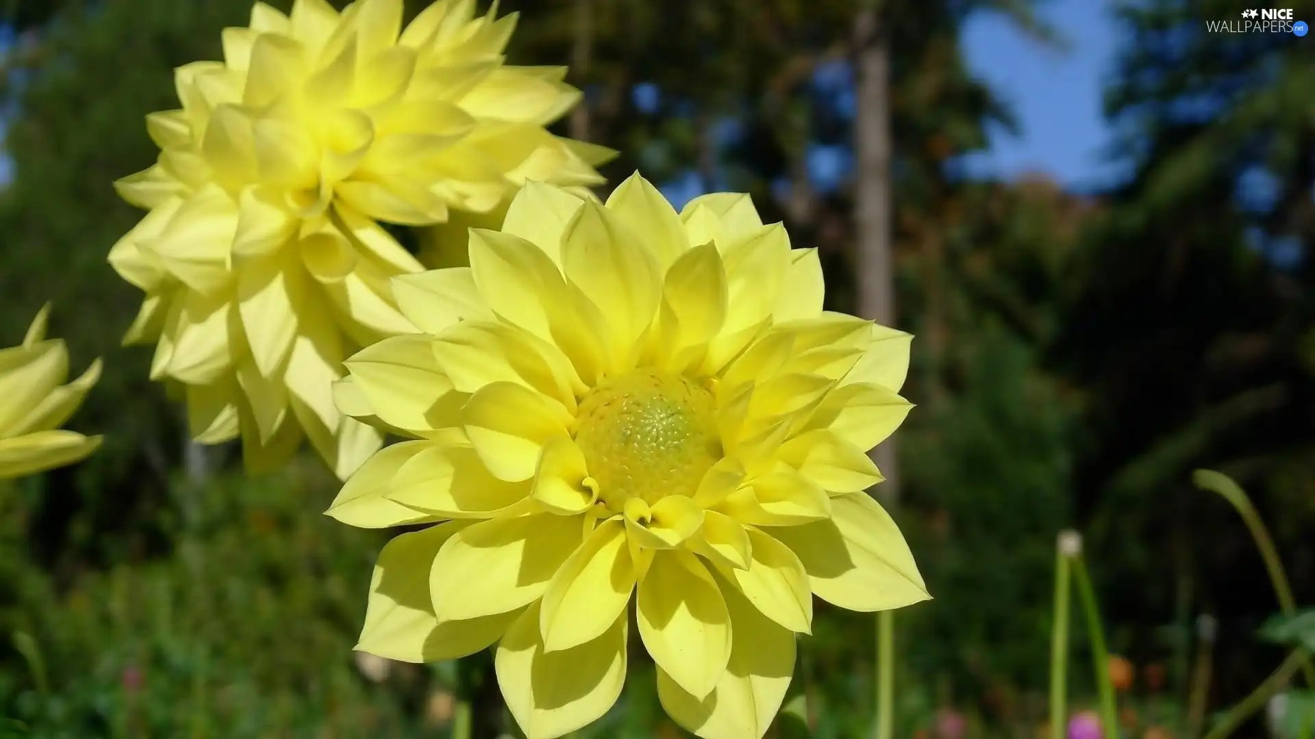 Yellow, Flowers, dahlias