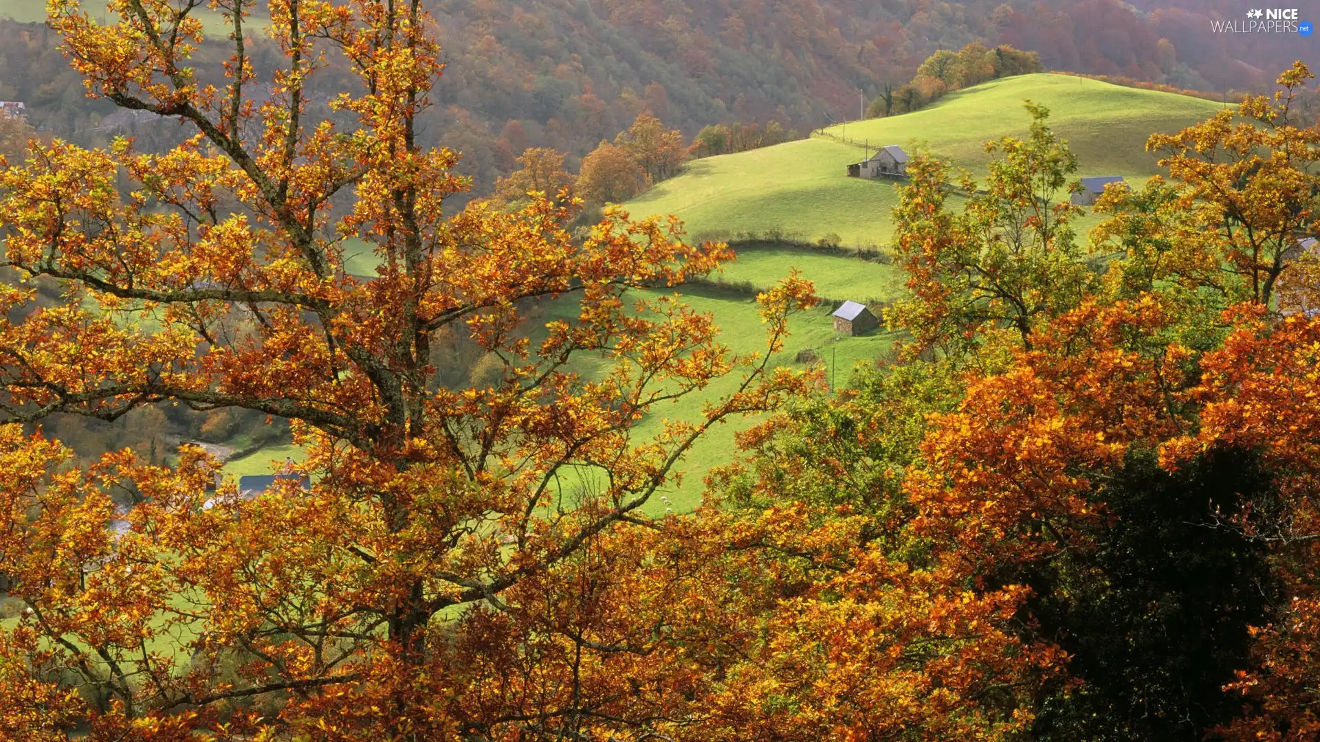 Houses, Mountains, trees, little doggies, slopes, Yellow, viewes