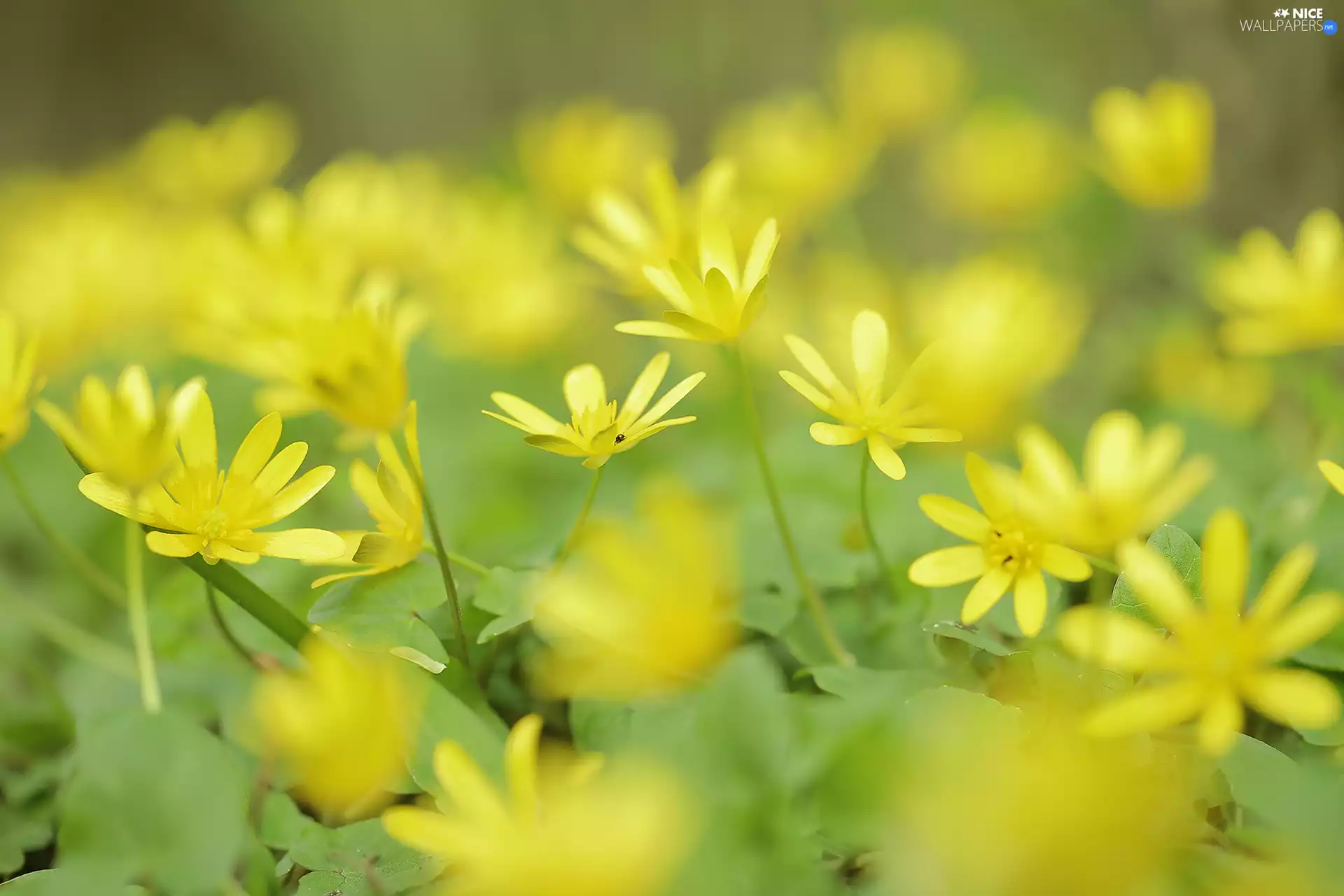 fig buttercup, Flowers, Yellow