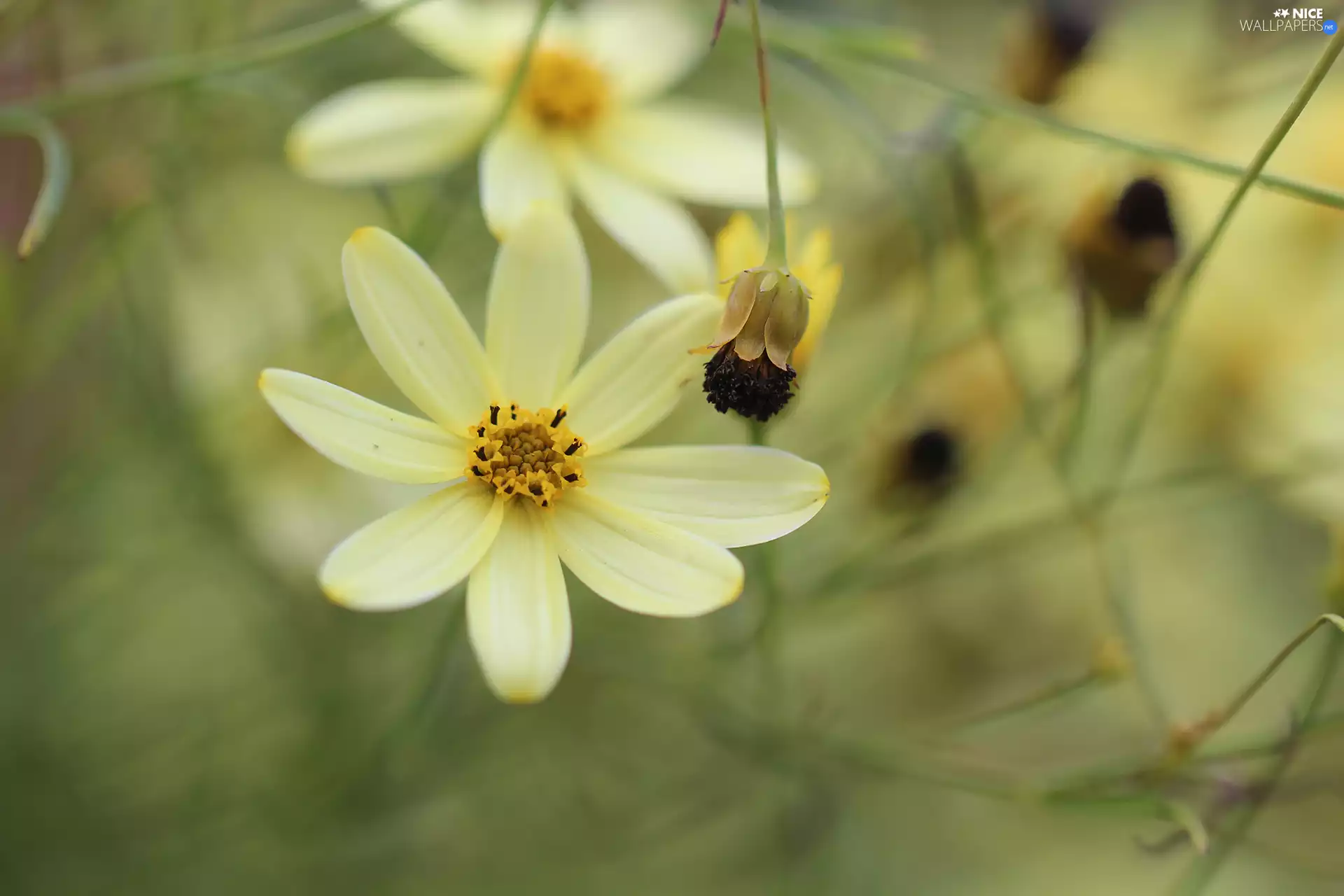 Flower, Coreopsis Verticillata, Yellow
