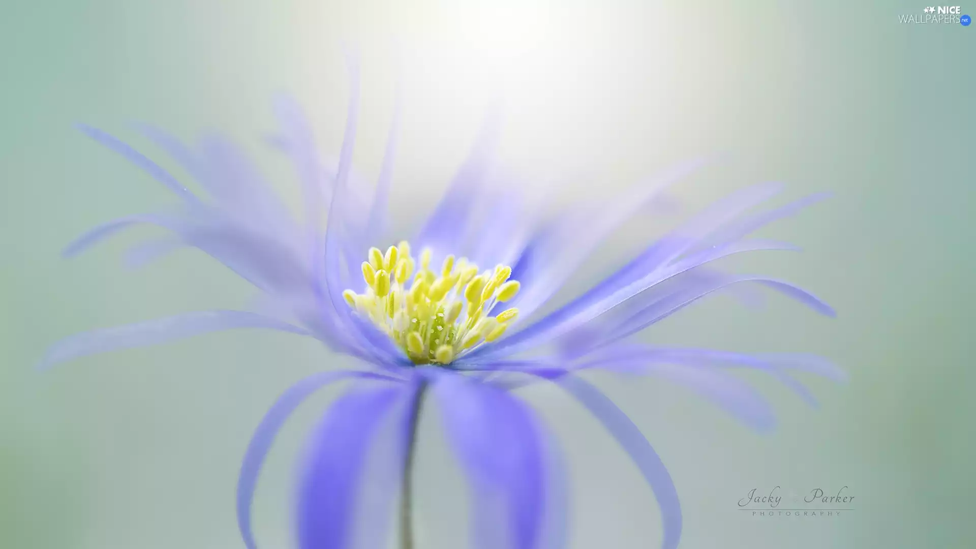 rods, Close, blue, Yellow, Colourfull Flowers