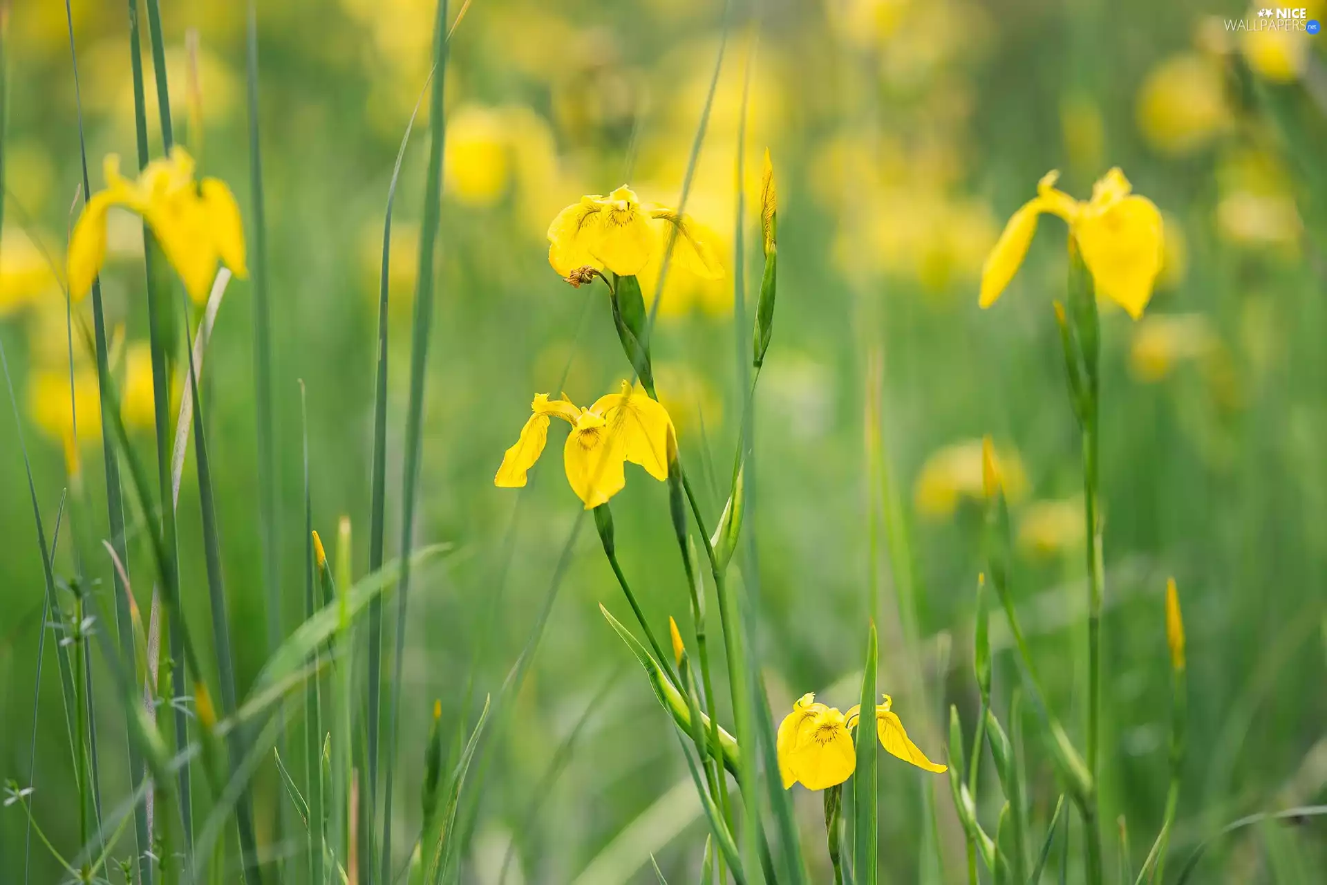 Flowers, Irises, blur, Yellow
