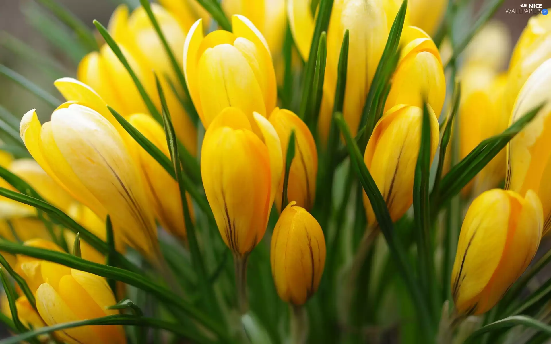 Flowers, crocuses, Buds, Yellow