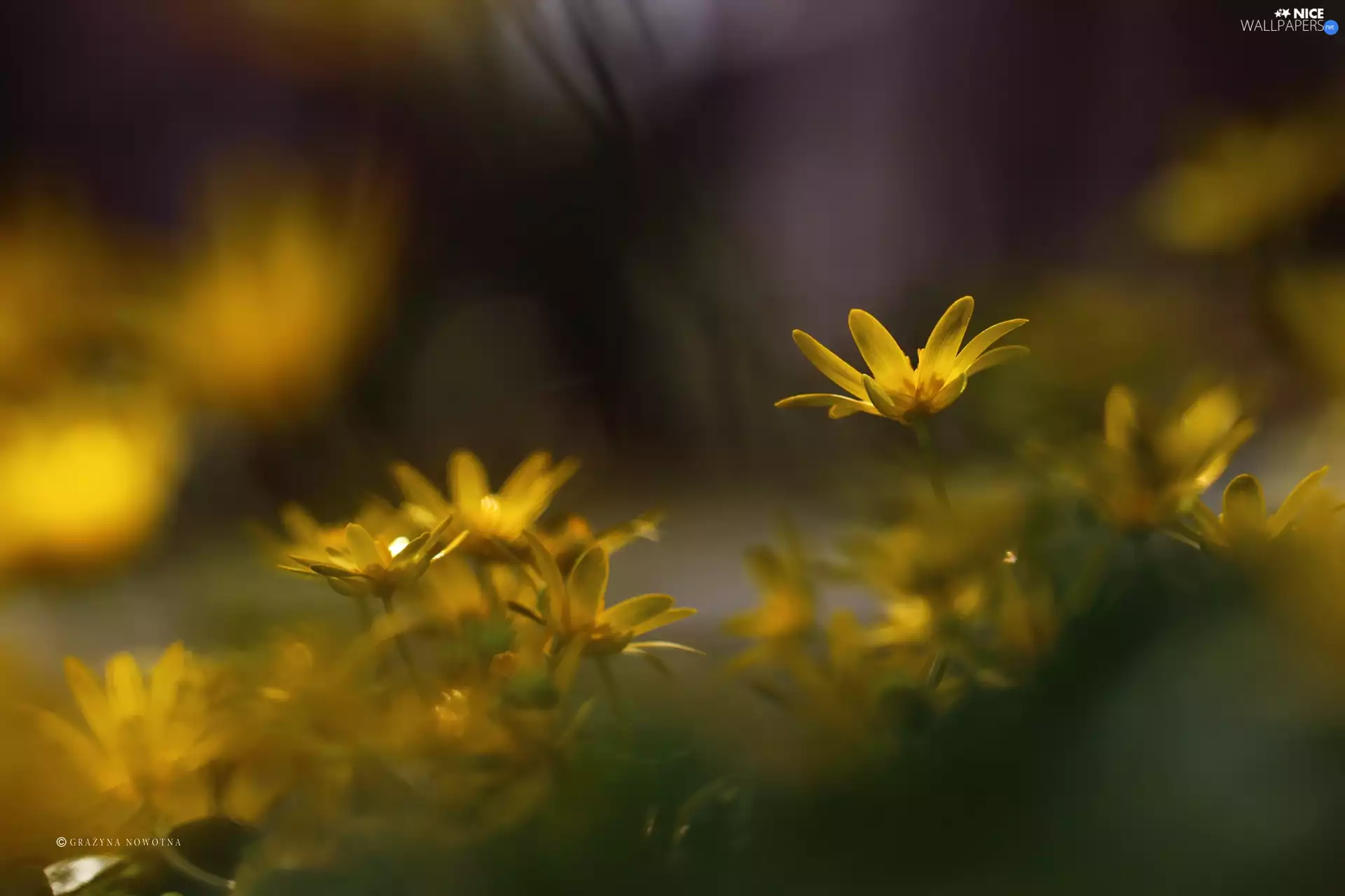 Flowers, fig buttercup, Yellow